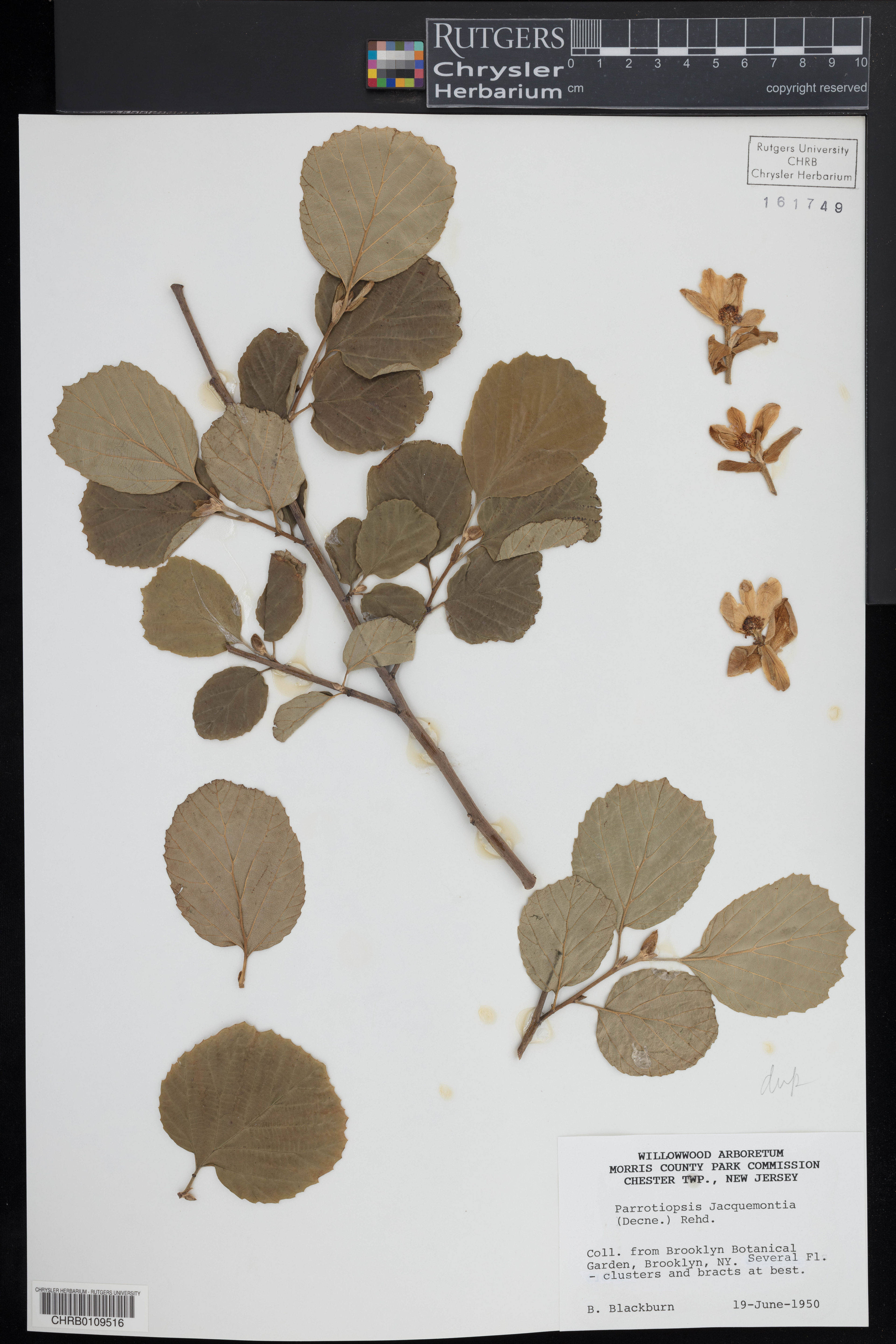 Parrotiopsis jacquemontiana - 97