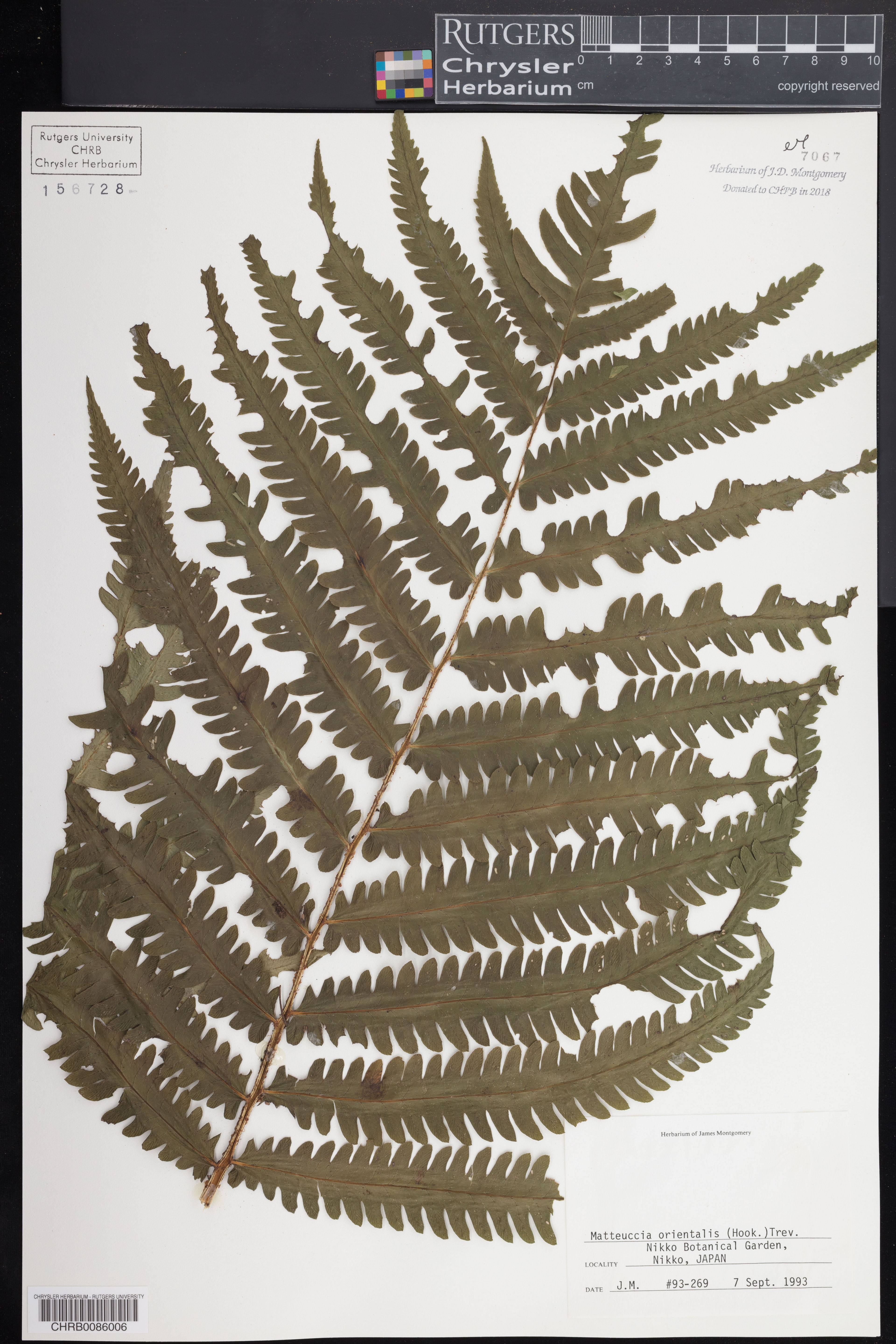 Matteuccia orientalis - 64