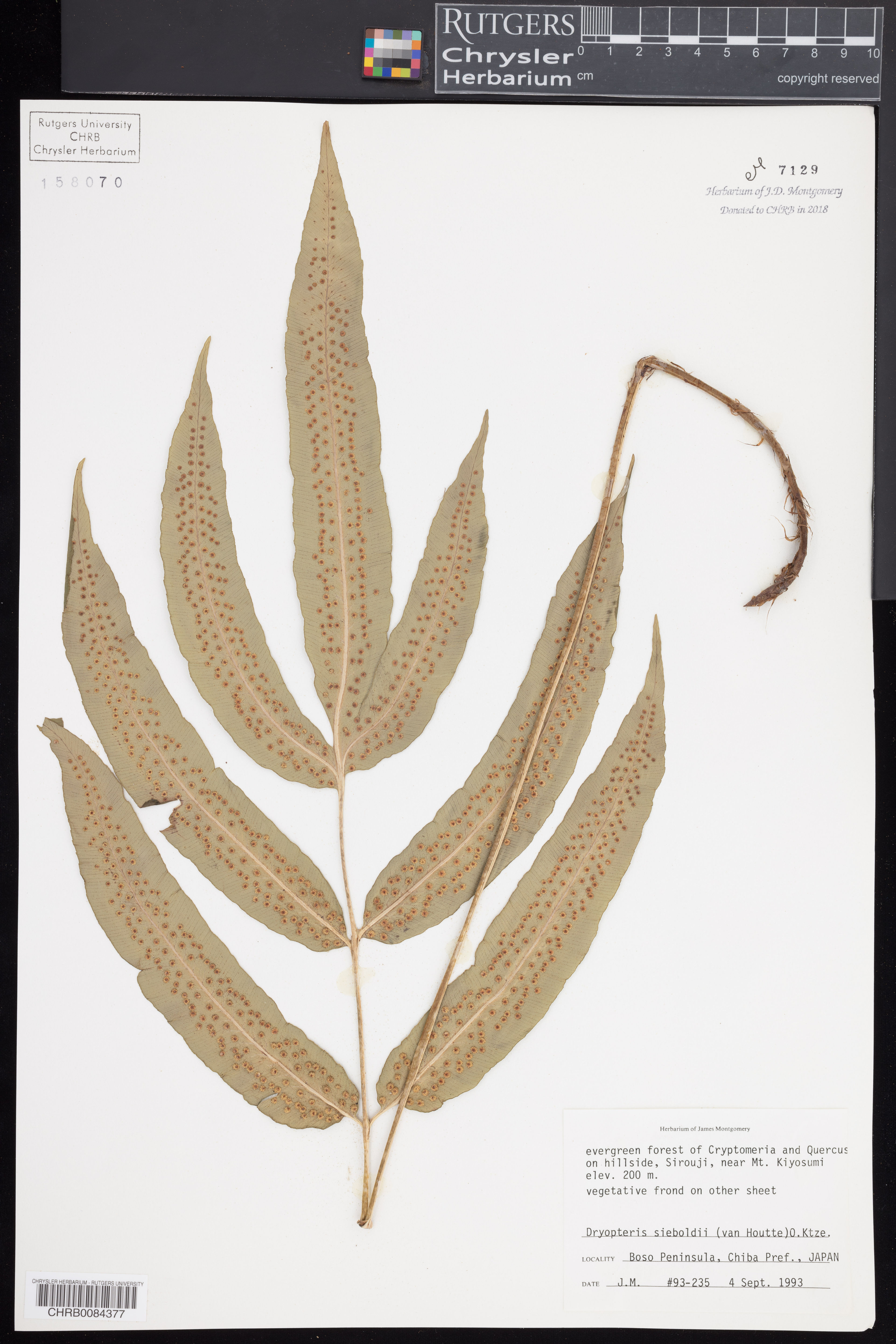 Dryopteris sieboldii - 26