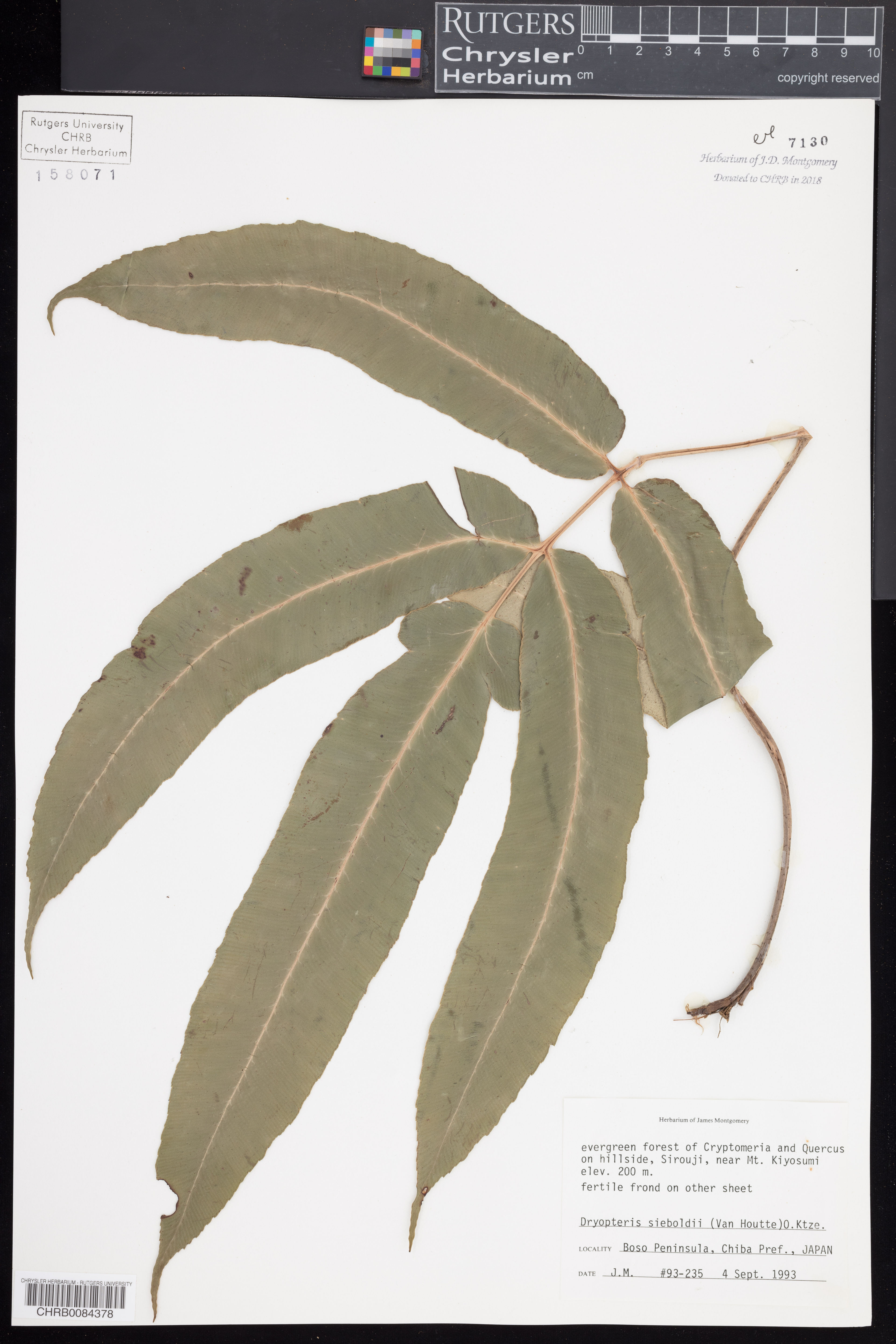 Dryopteris sieboldii - 91