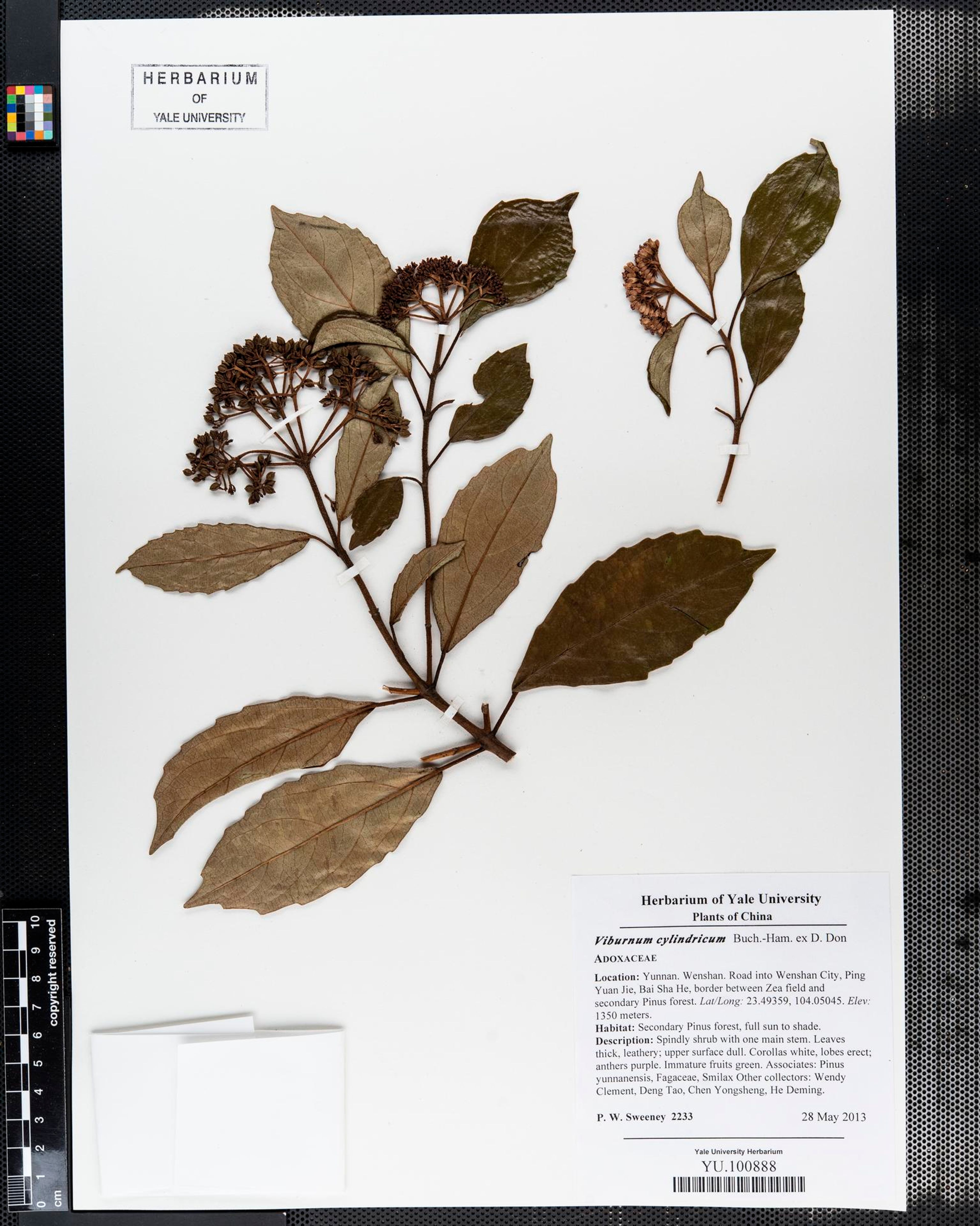 Viburnum cylindricum - 11