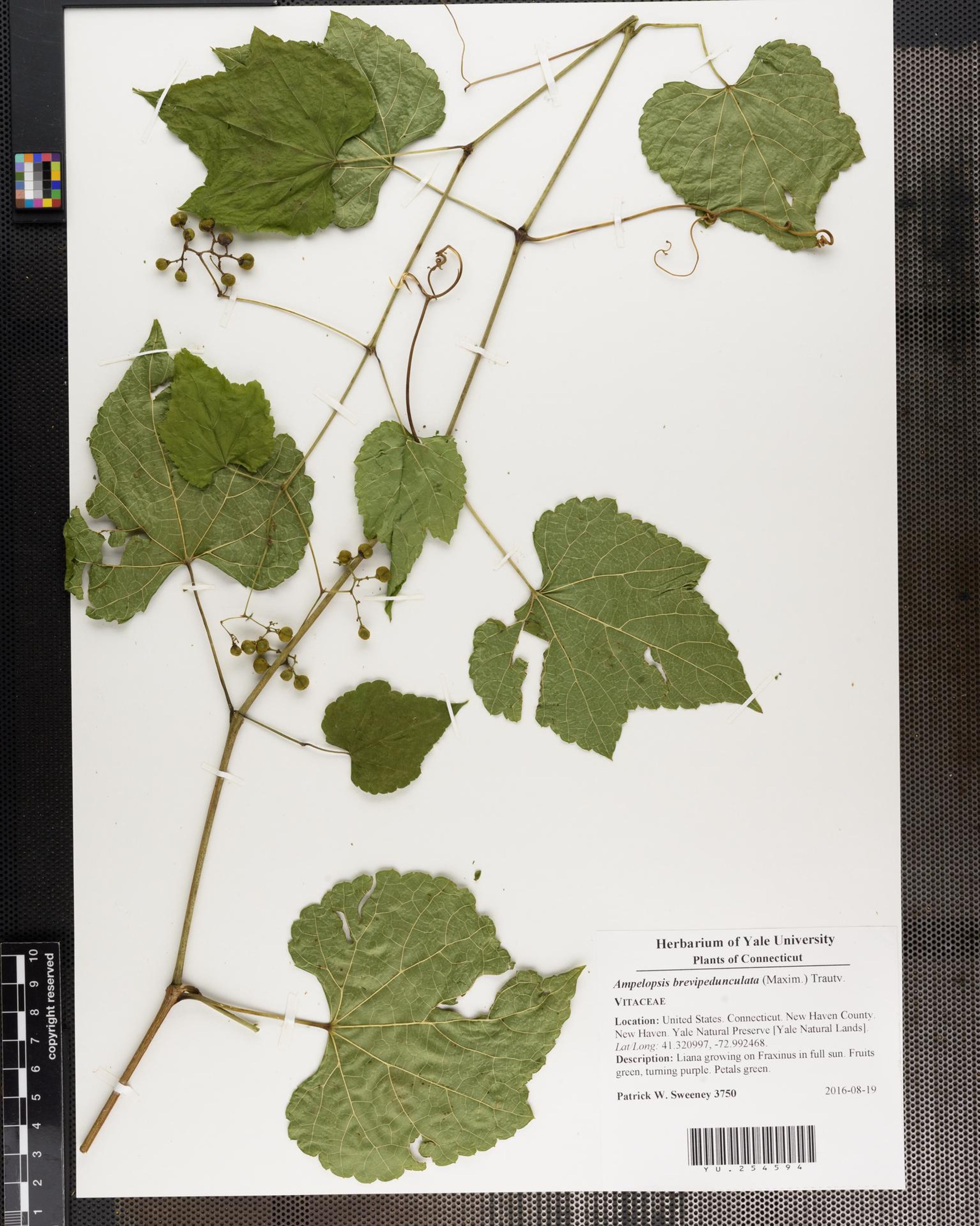Ampelopsis brevipedunculata - 8