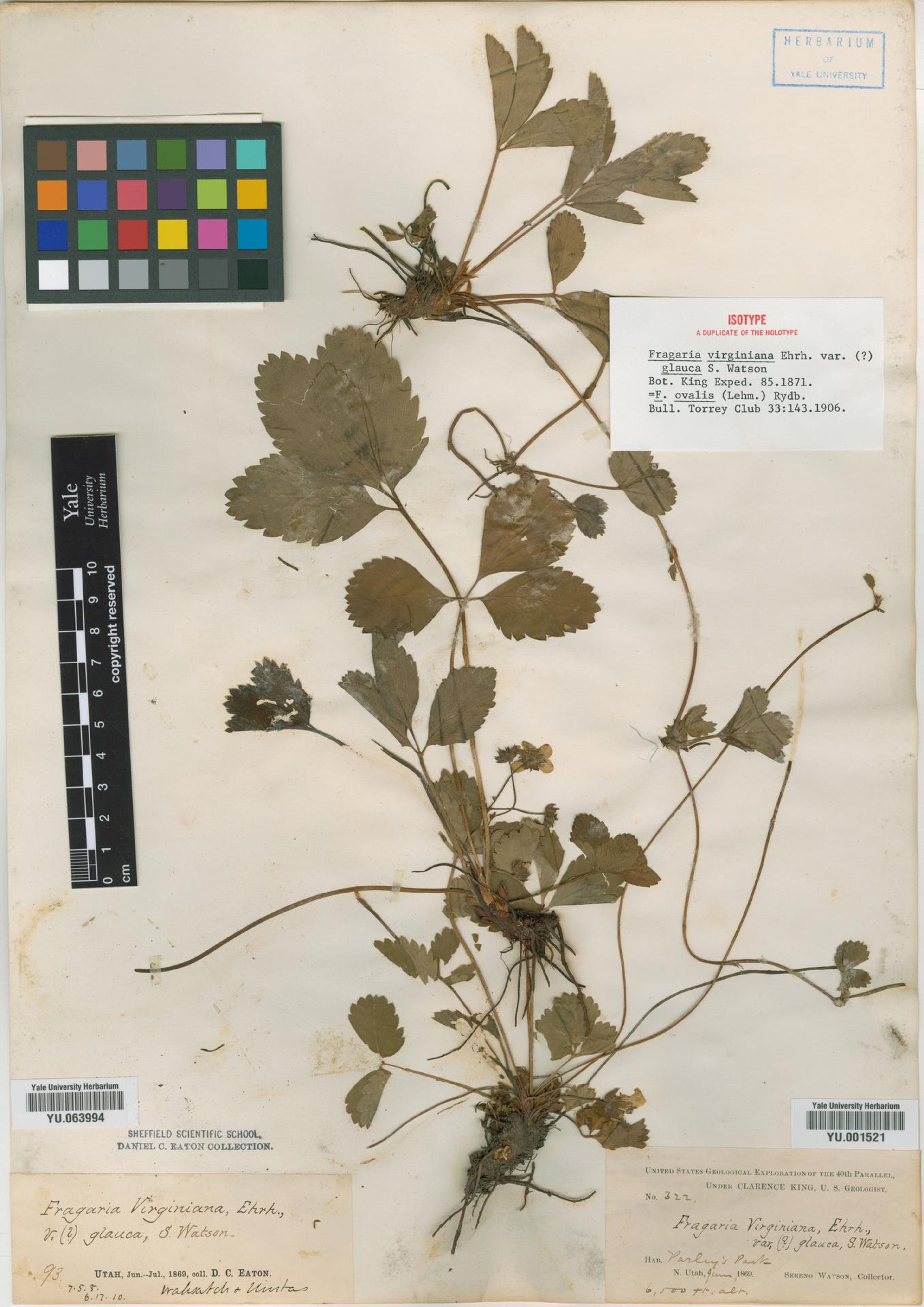 Fragaria ovalis - 42
