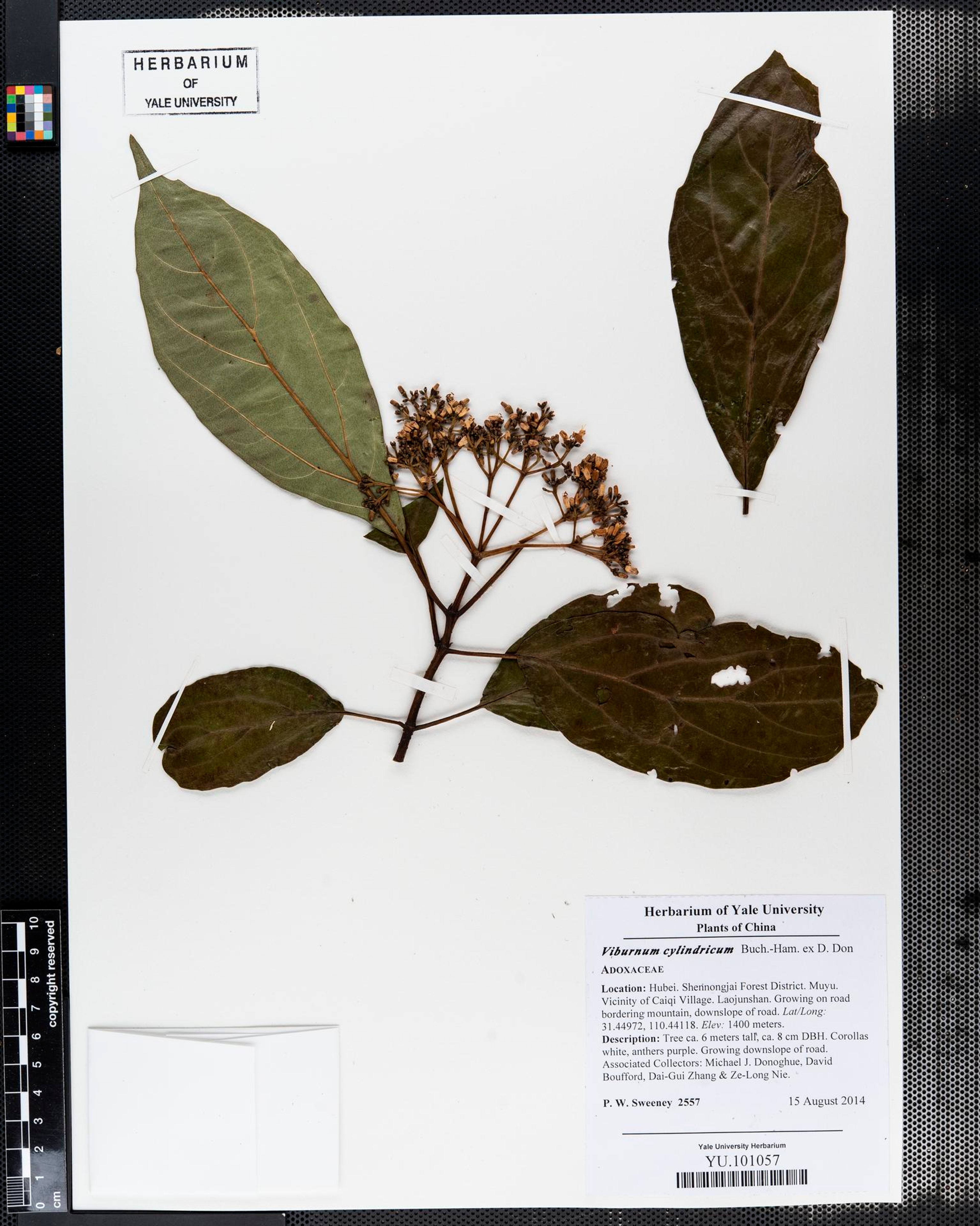 Viburnum cylindricum - 56