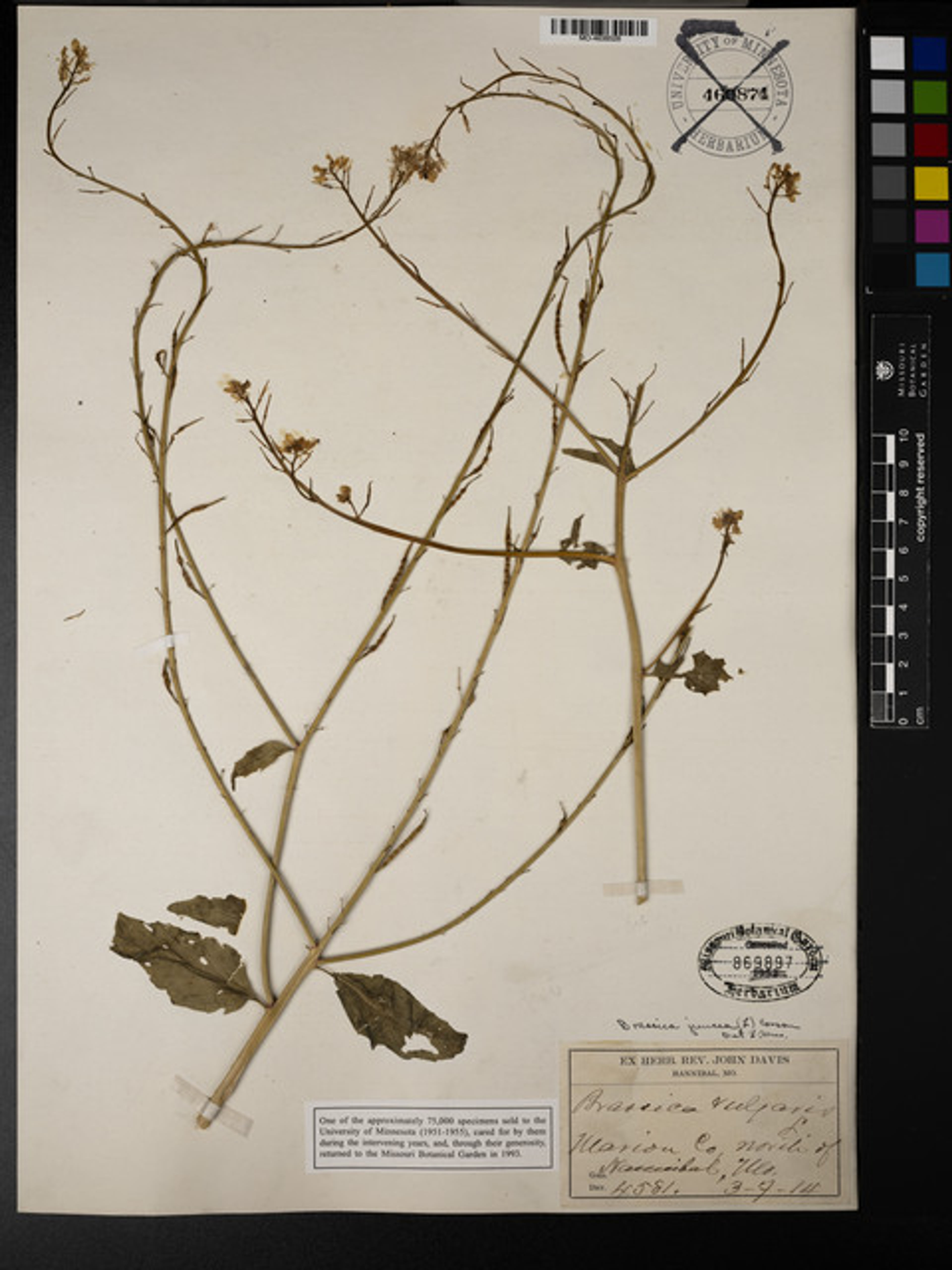 Brassica juncea - 69