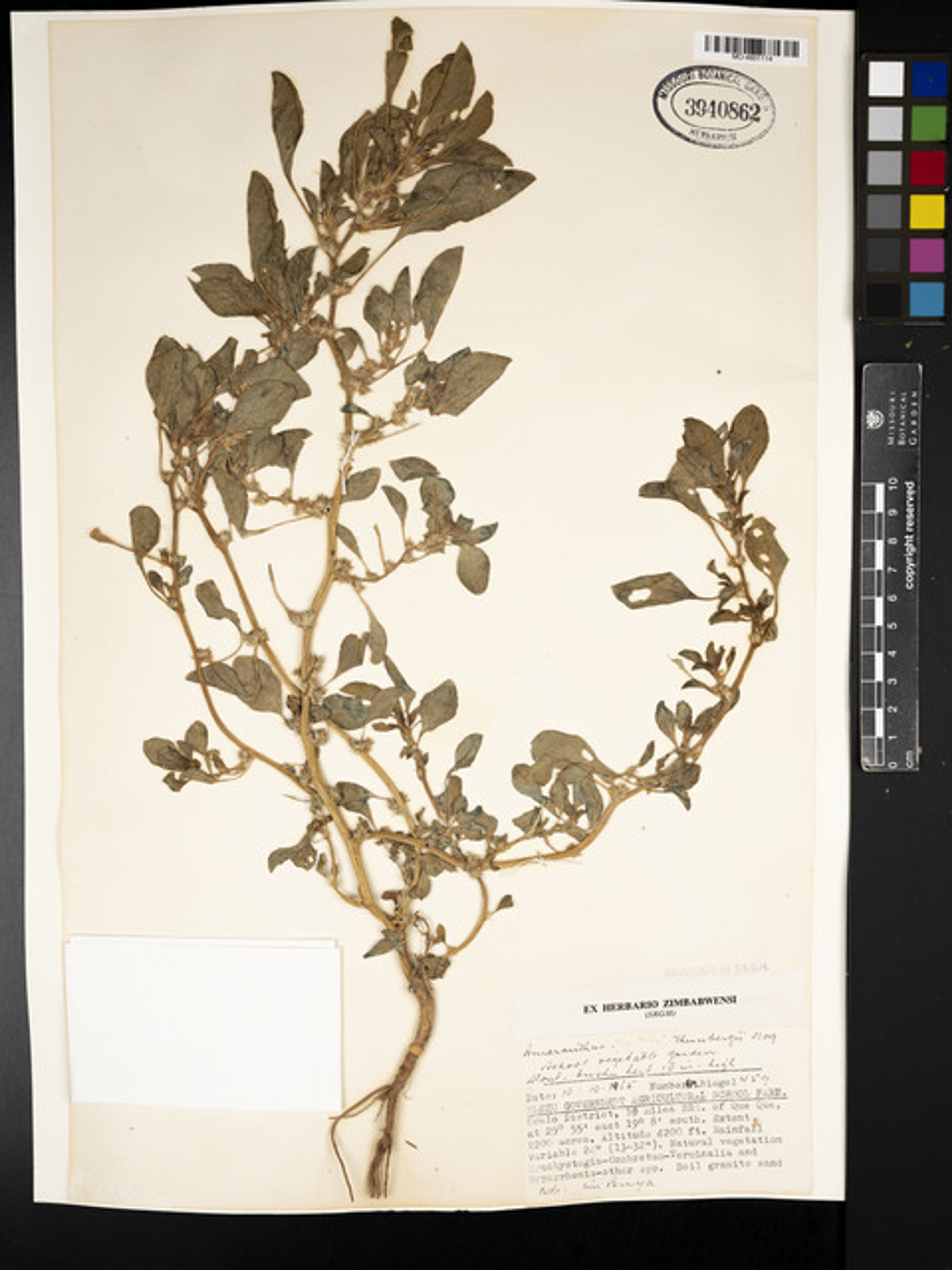 Amaranthus thunbergii - 128
