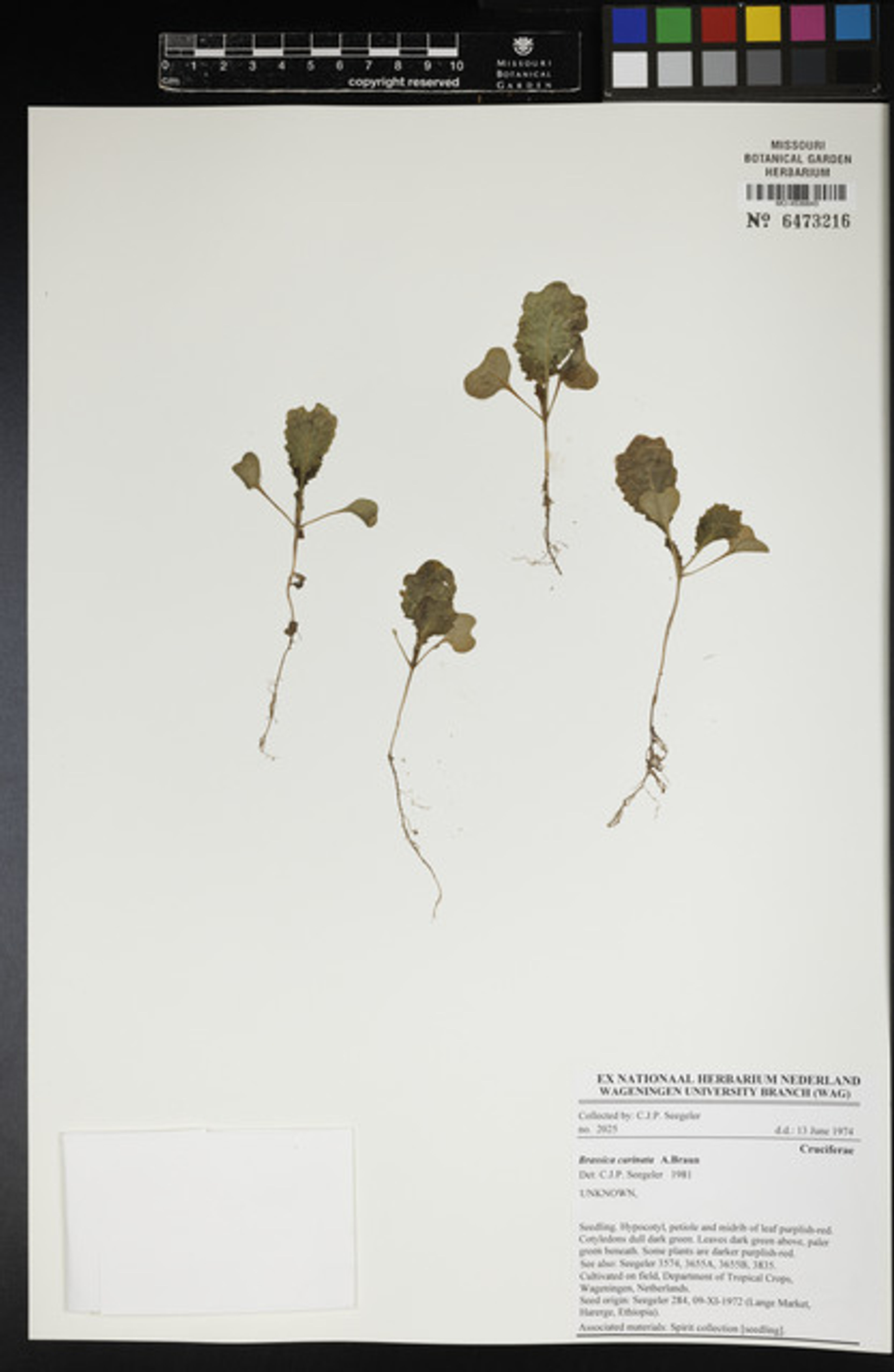 Brassica carinata - 12