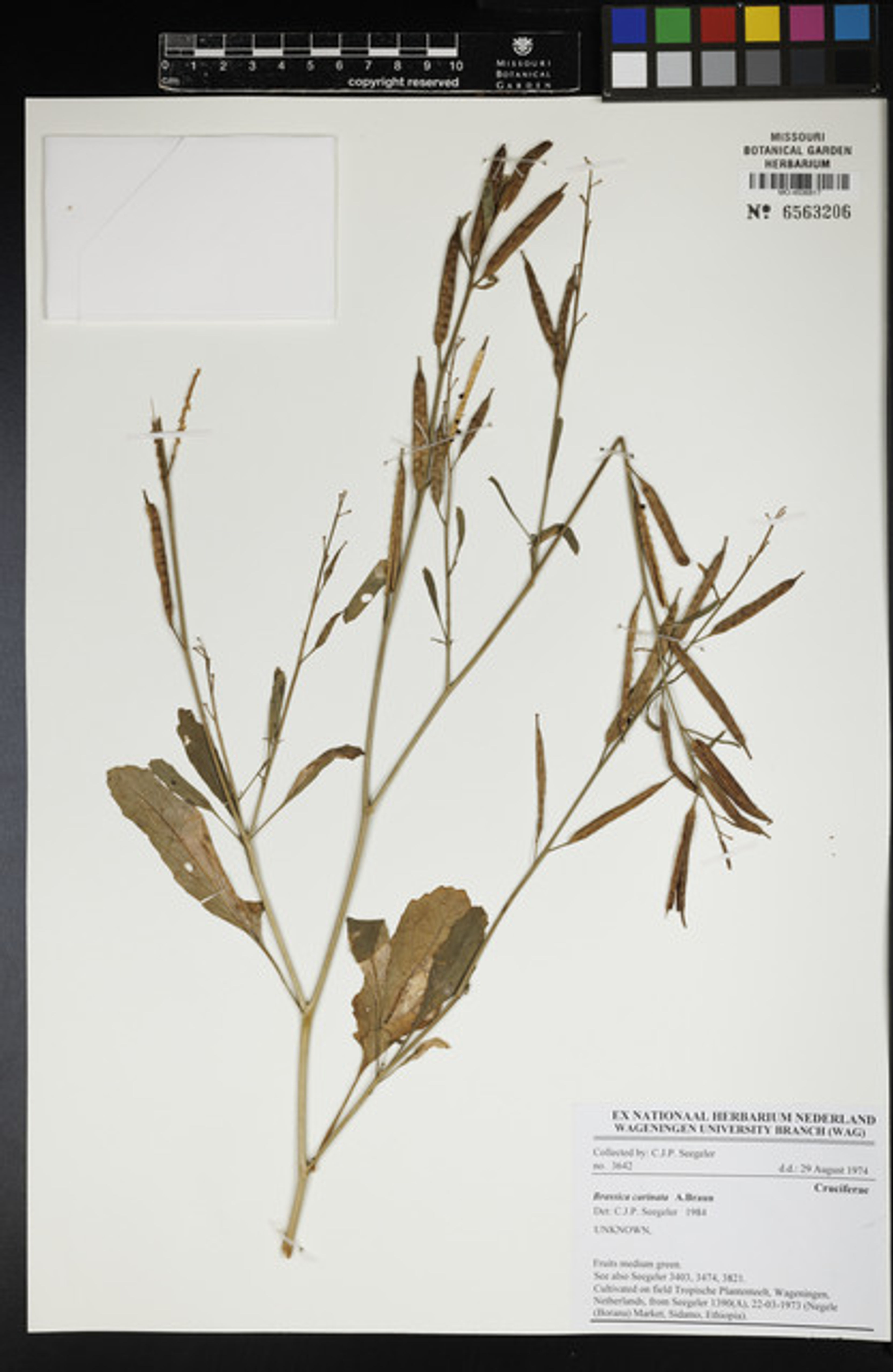 Brassica carinata - 88