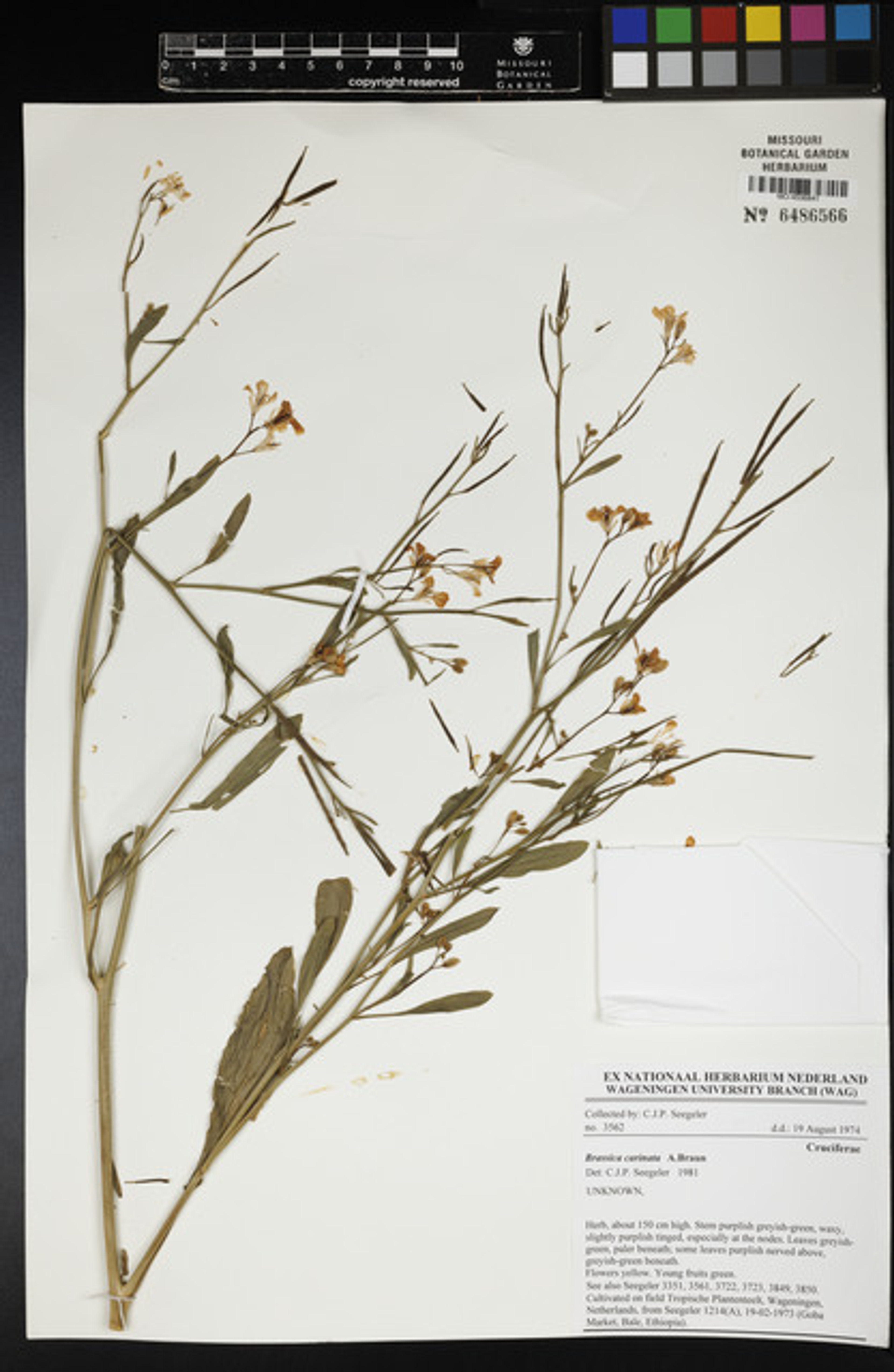 Brassica carinata - 60