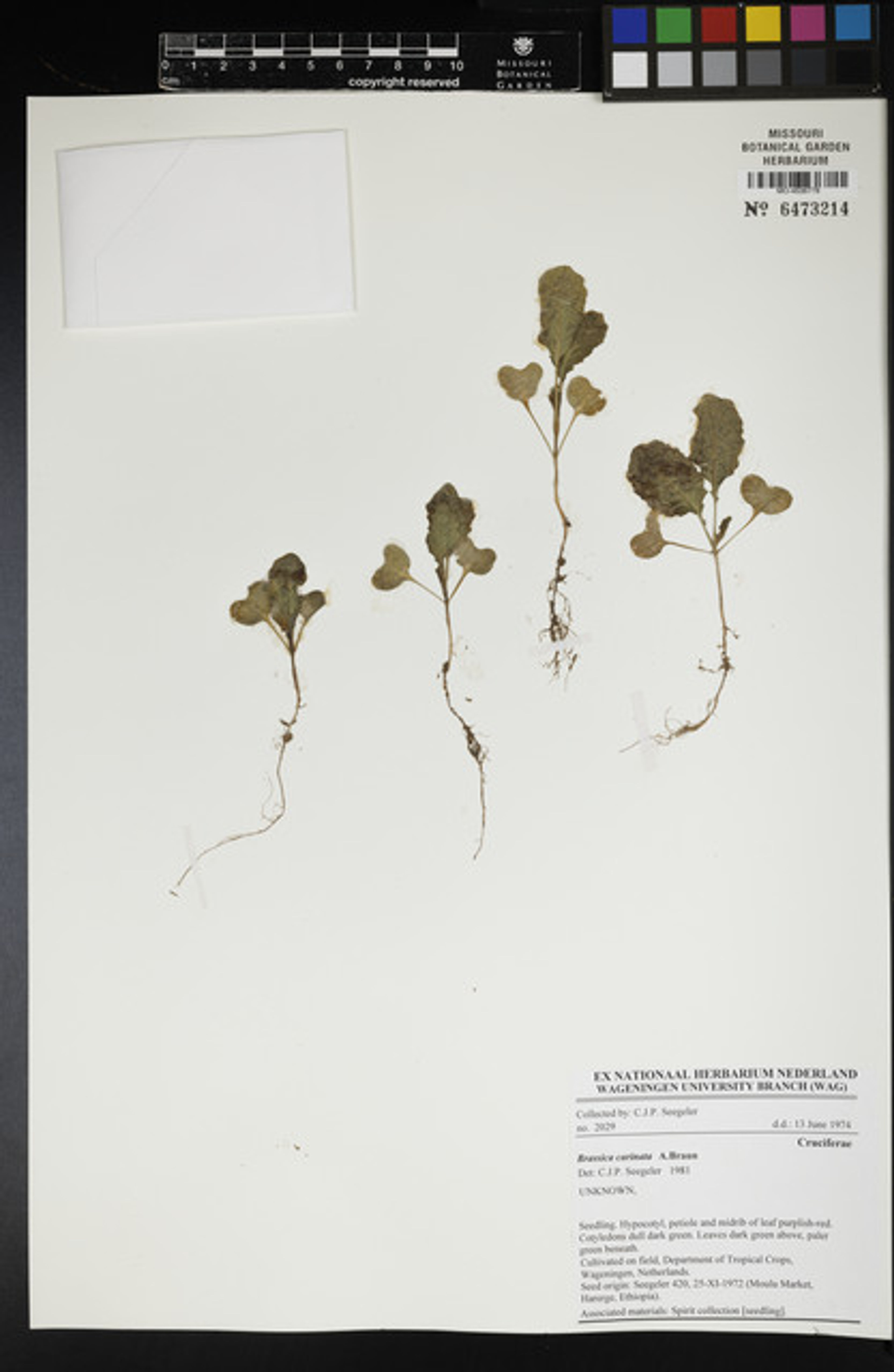Brassica carinata - 4