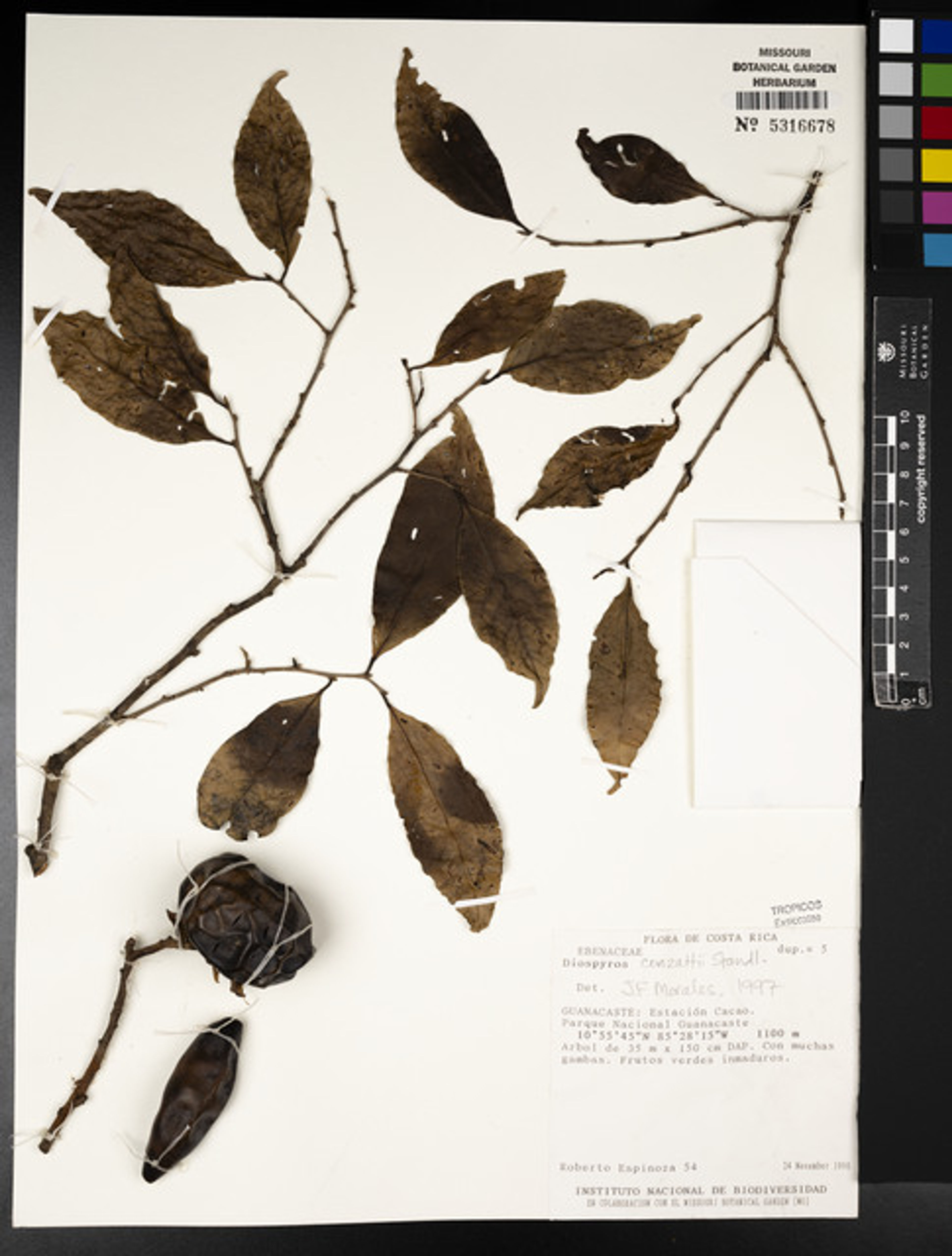 Diospyros conzattii - 24