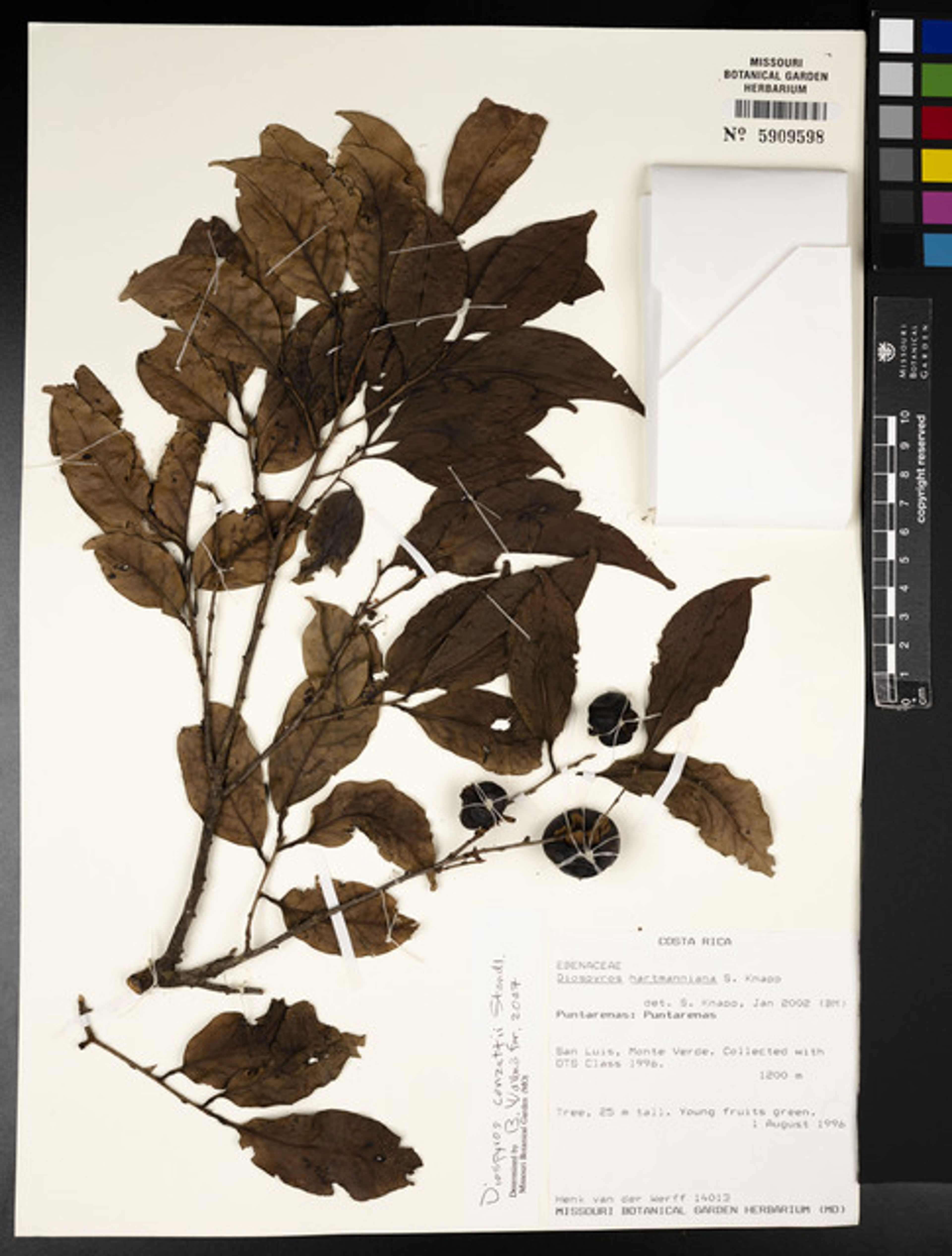Diospyros conzattii - 21
