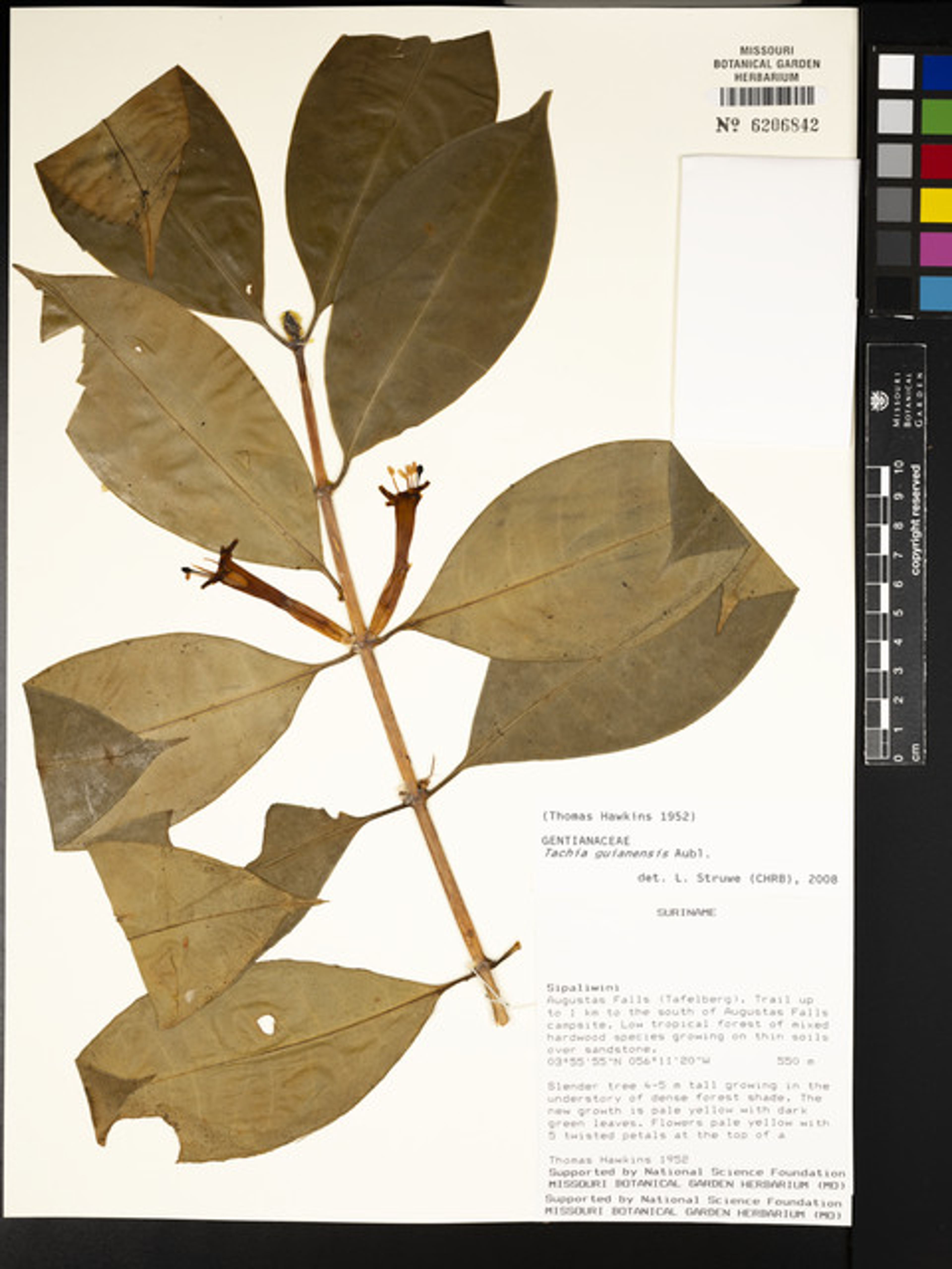 Tachia guianensis - 126