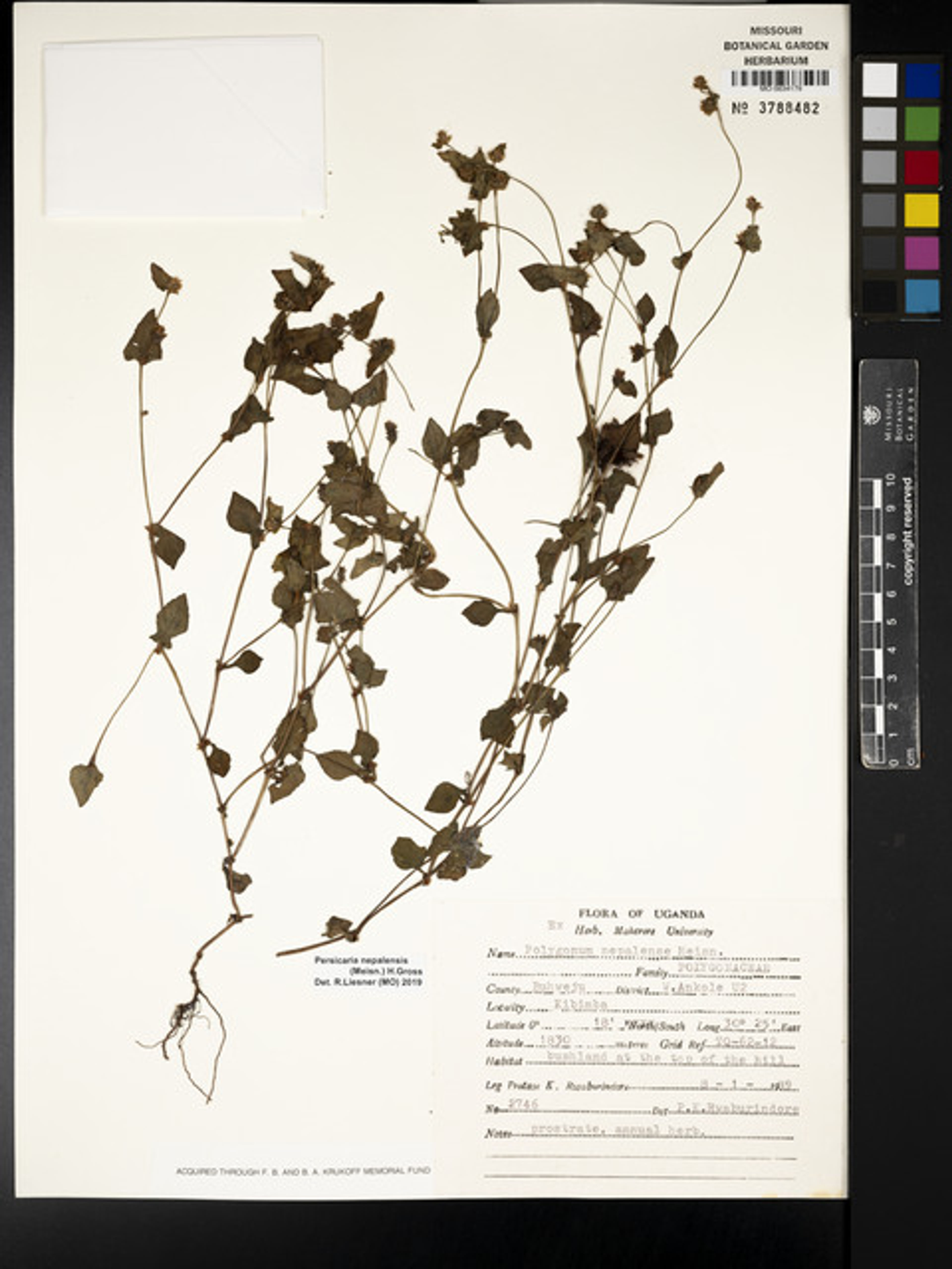 Polygonum nepalense - 4