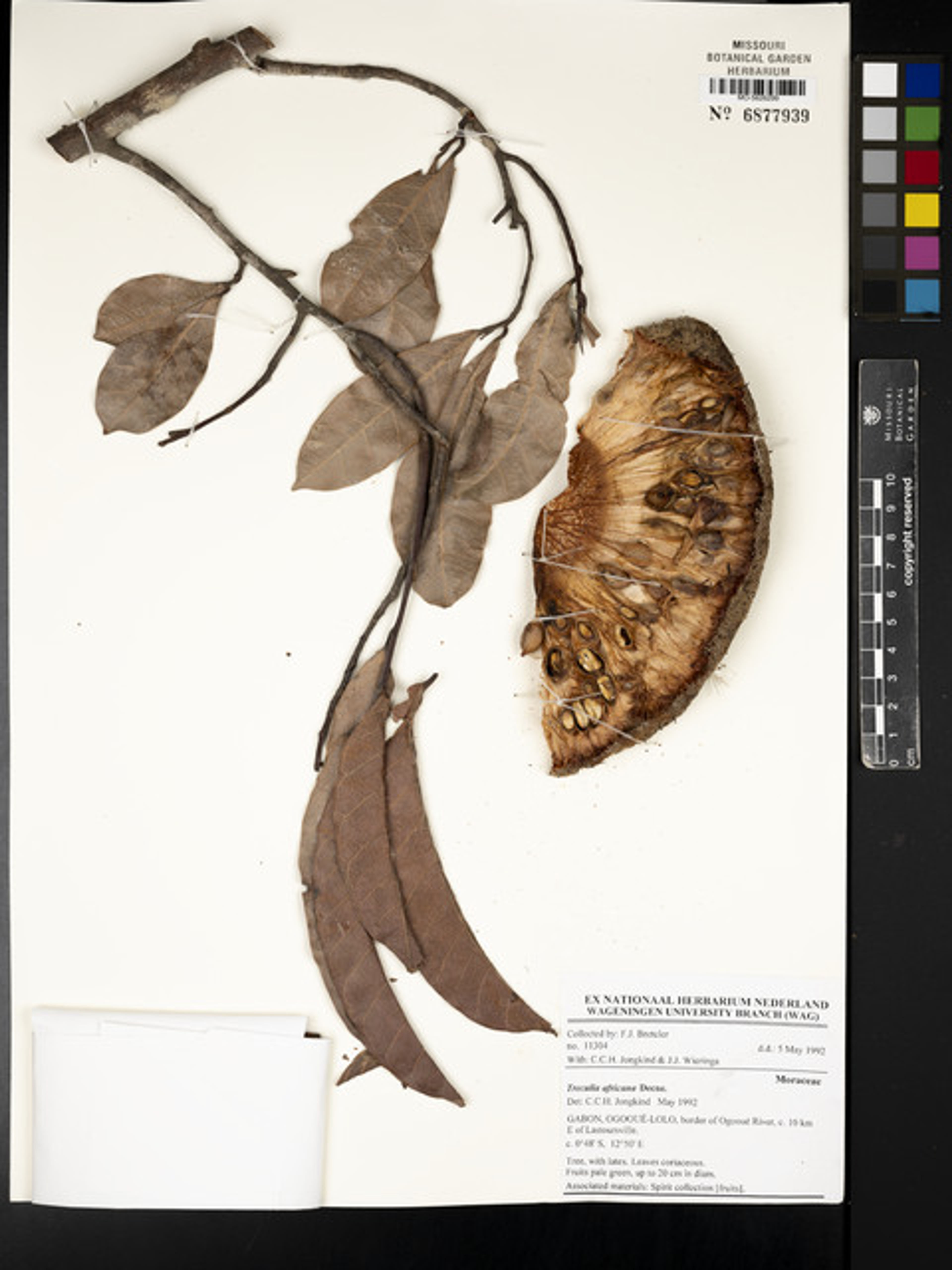 Treculia africana - 1