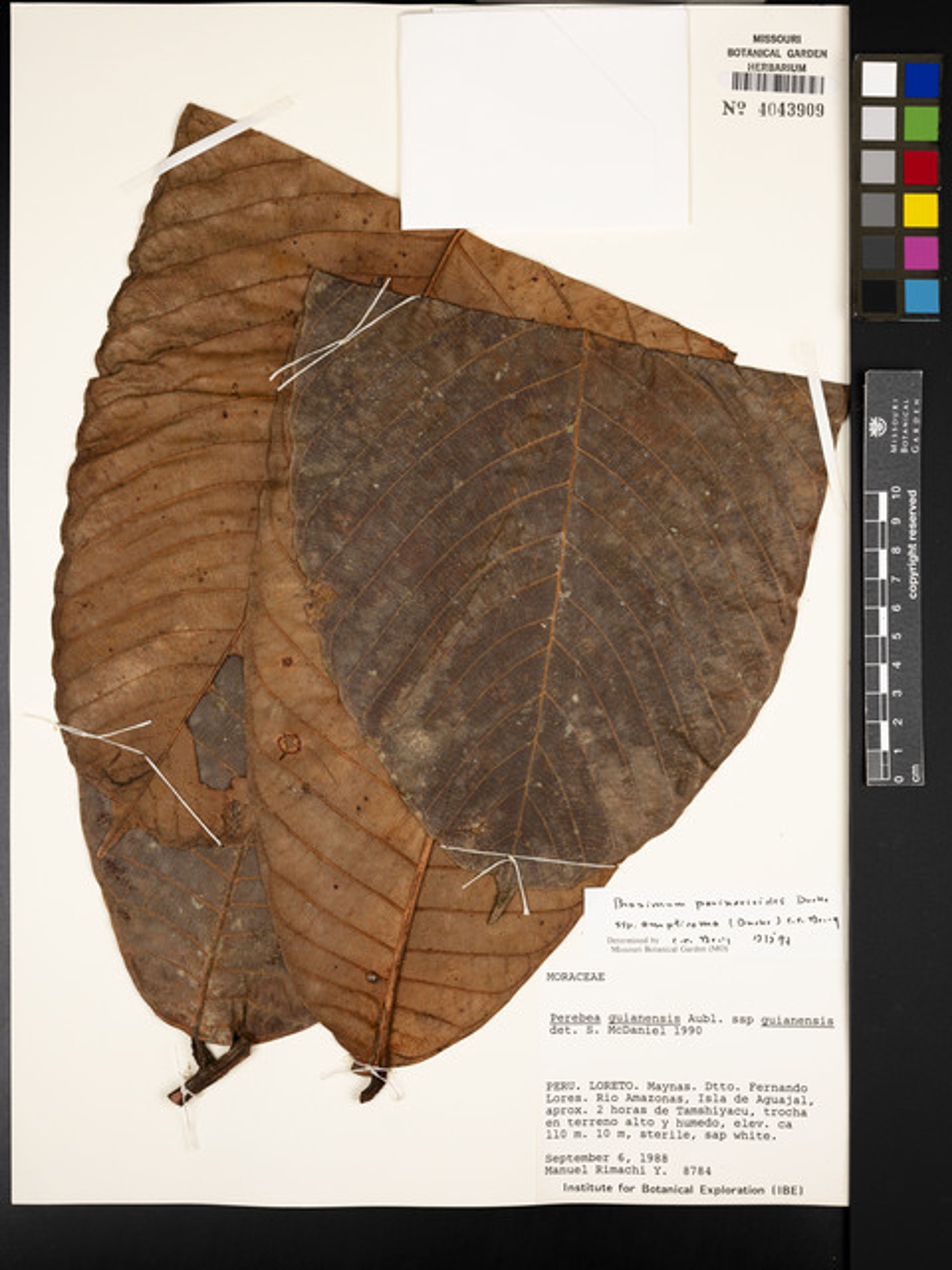 Brosimum parinarioides - 26