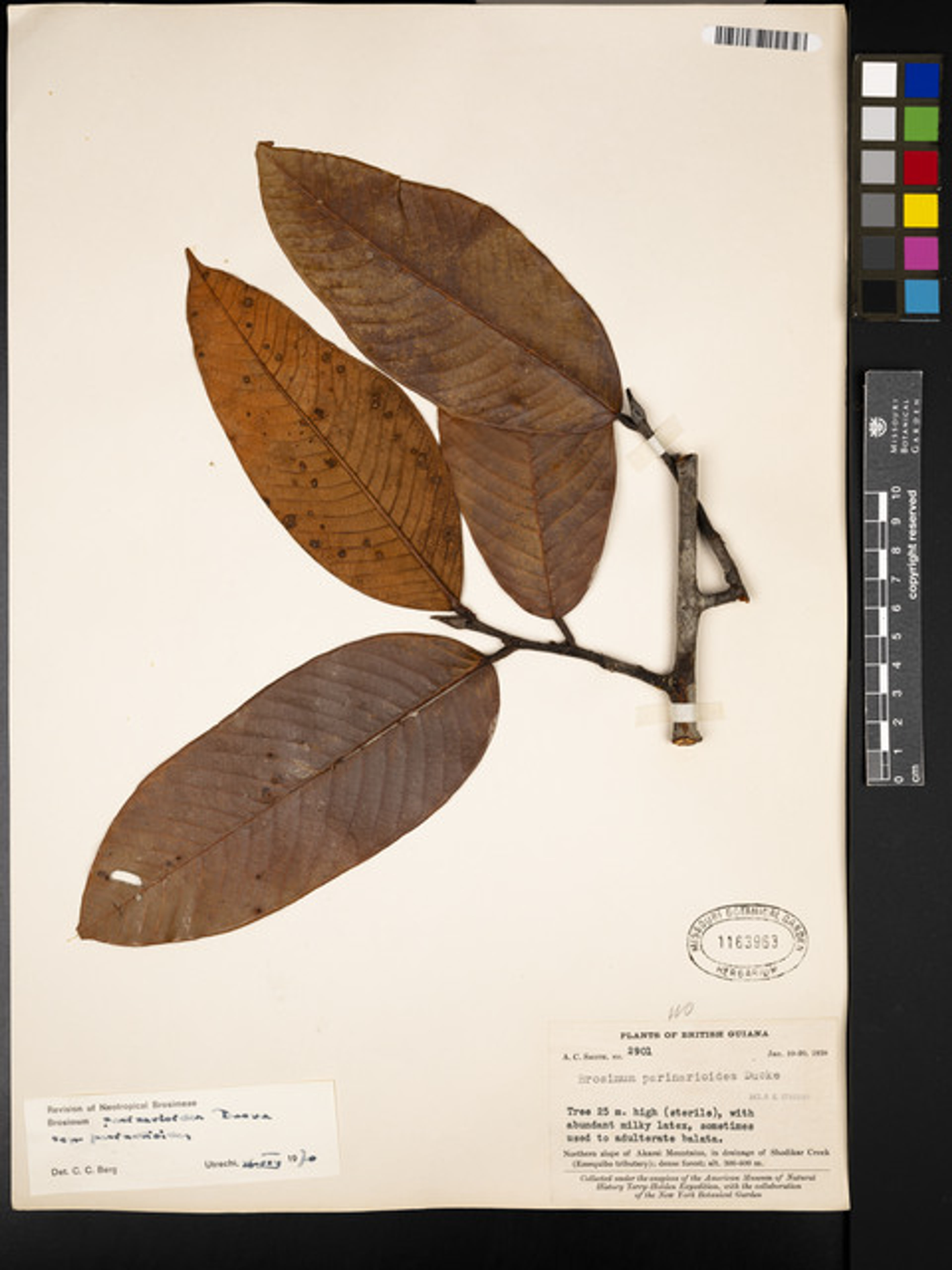Brosimum parinarioides - 6