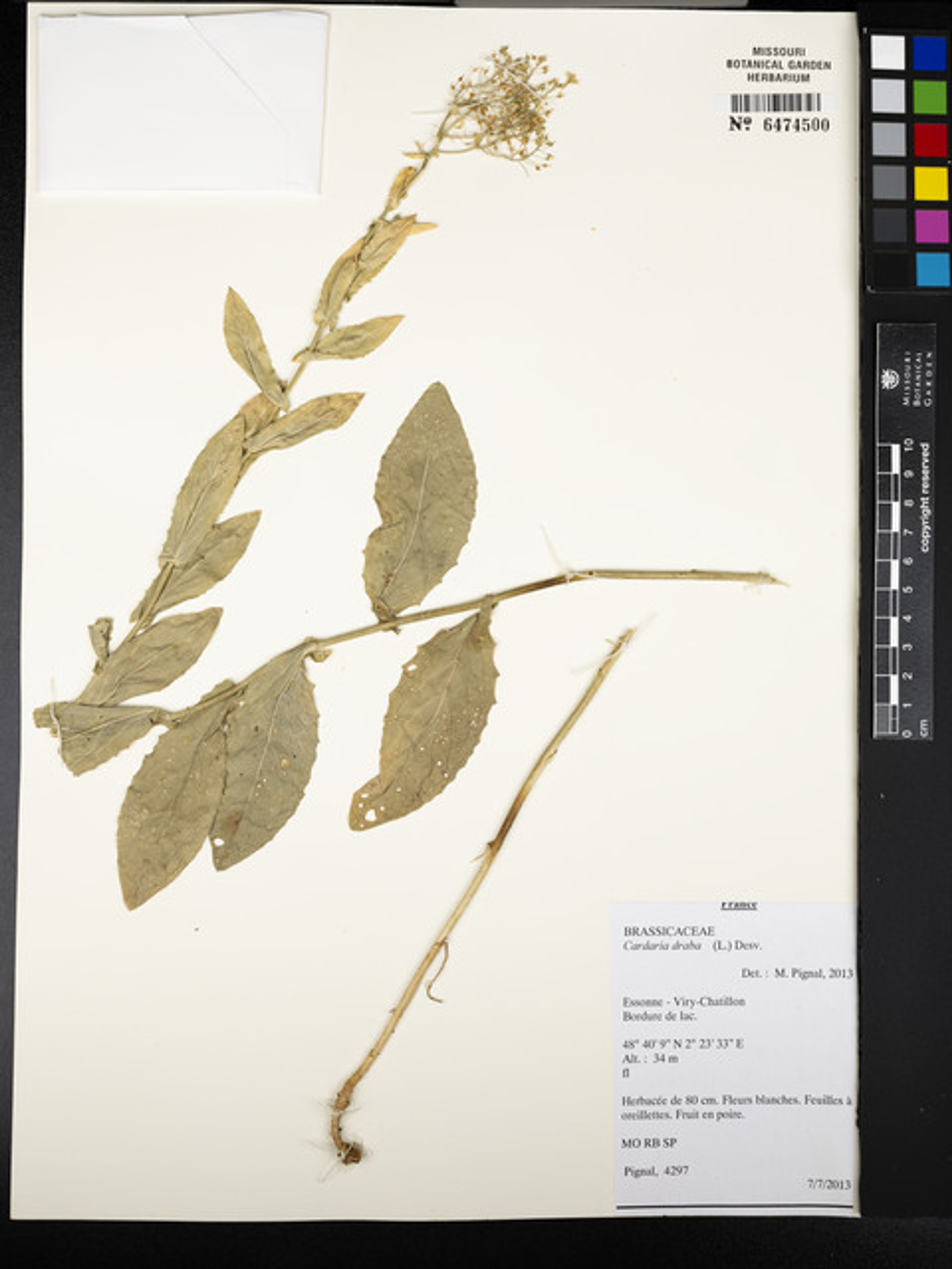 Cardaria draba - 46