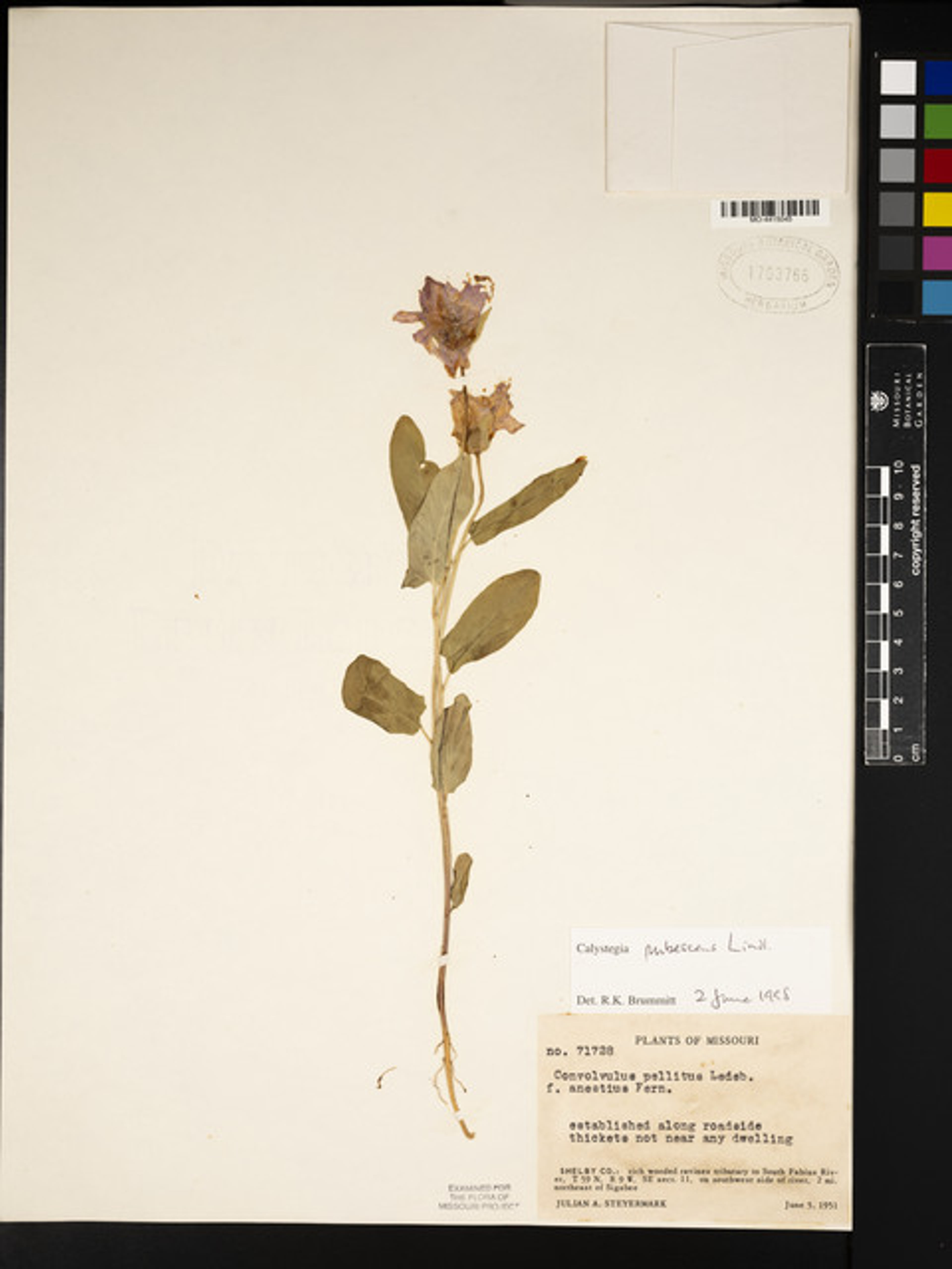 Calystegia pubescens - 31