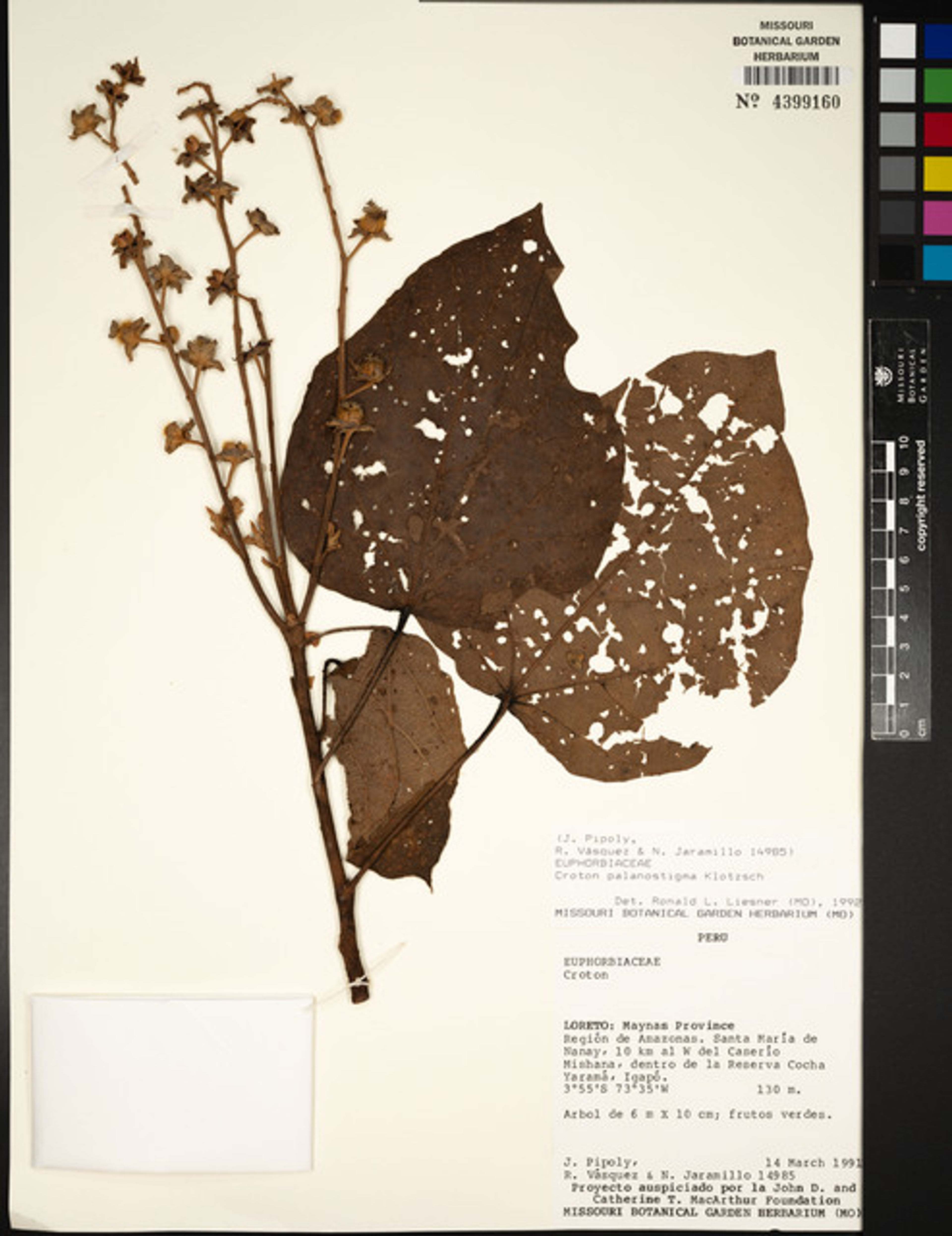 Croton palanostigma - 78