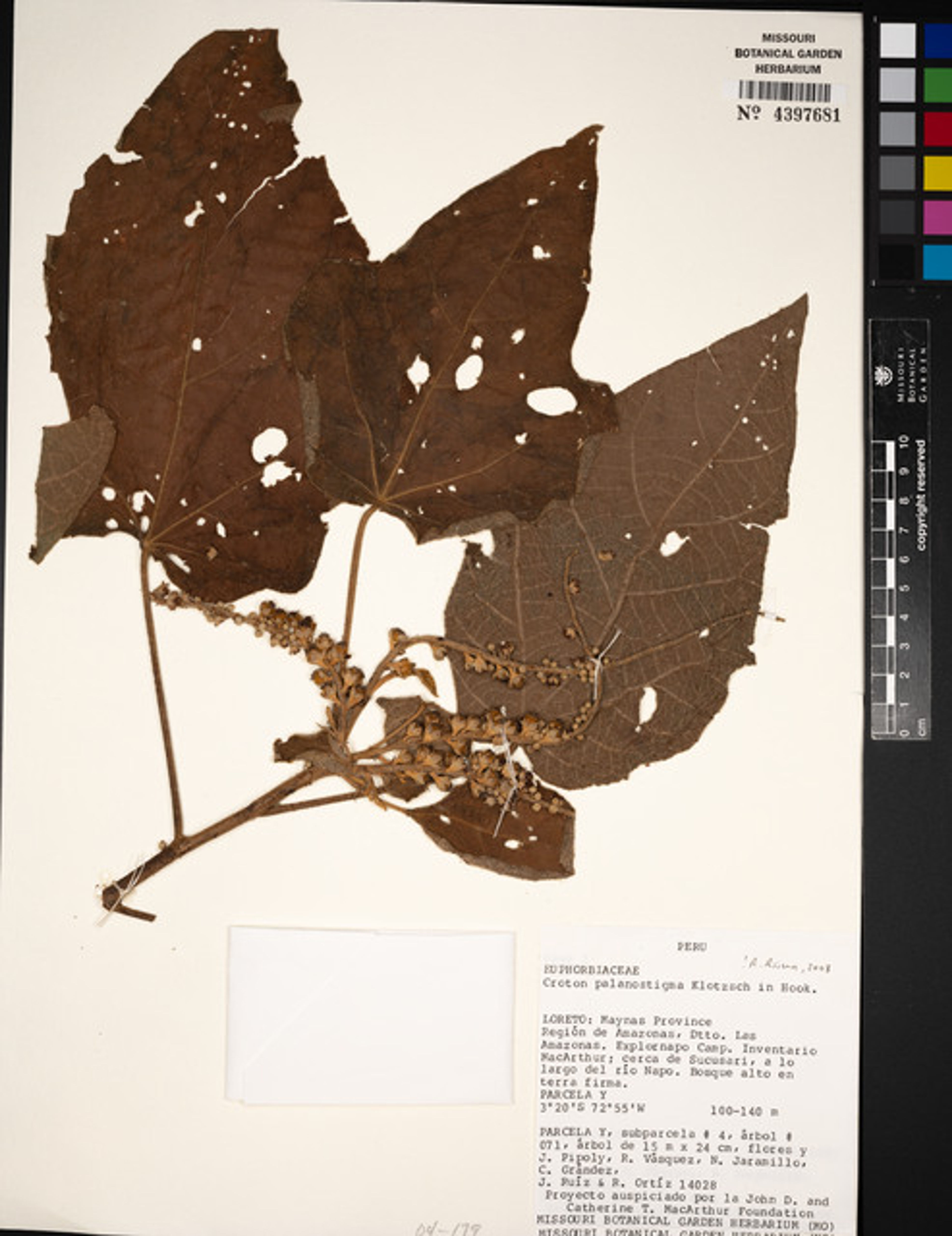 Croton palanostigma - 80
