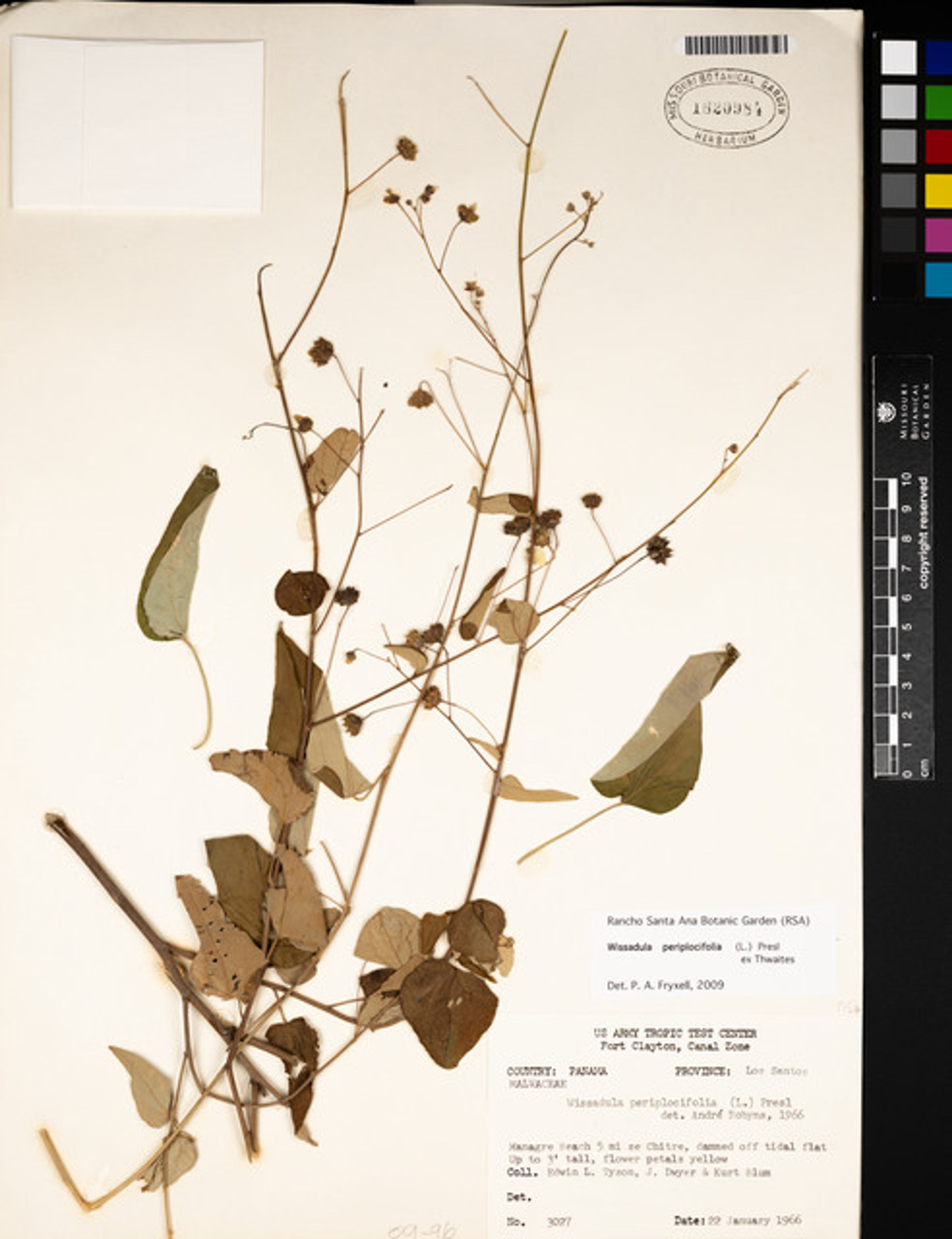Wissadula periplocifolia - 17
