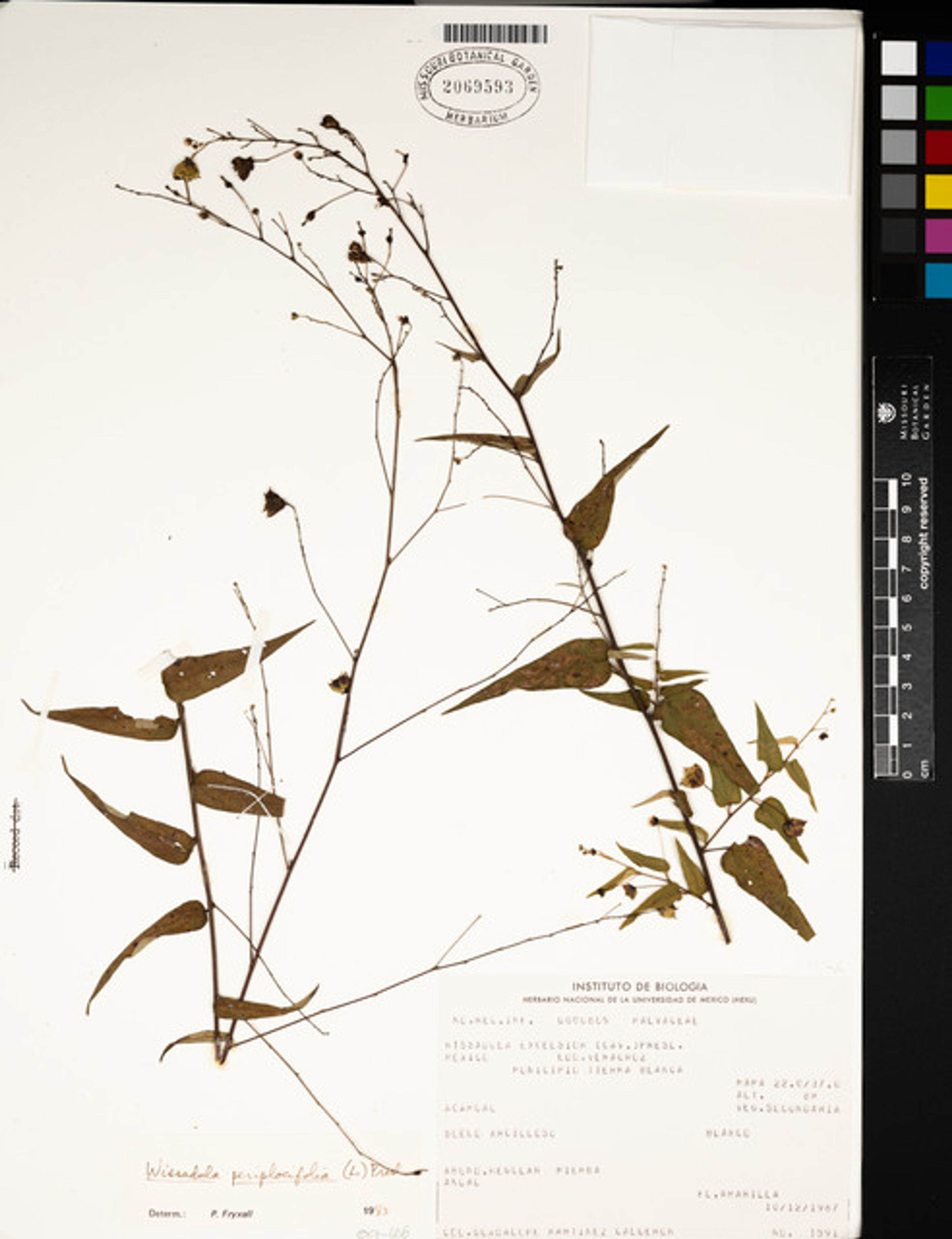 Wissadula periplocifolia - 67