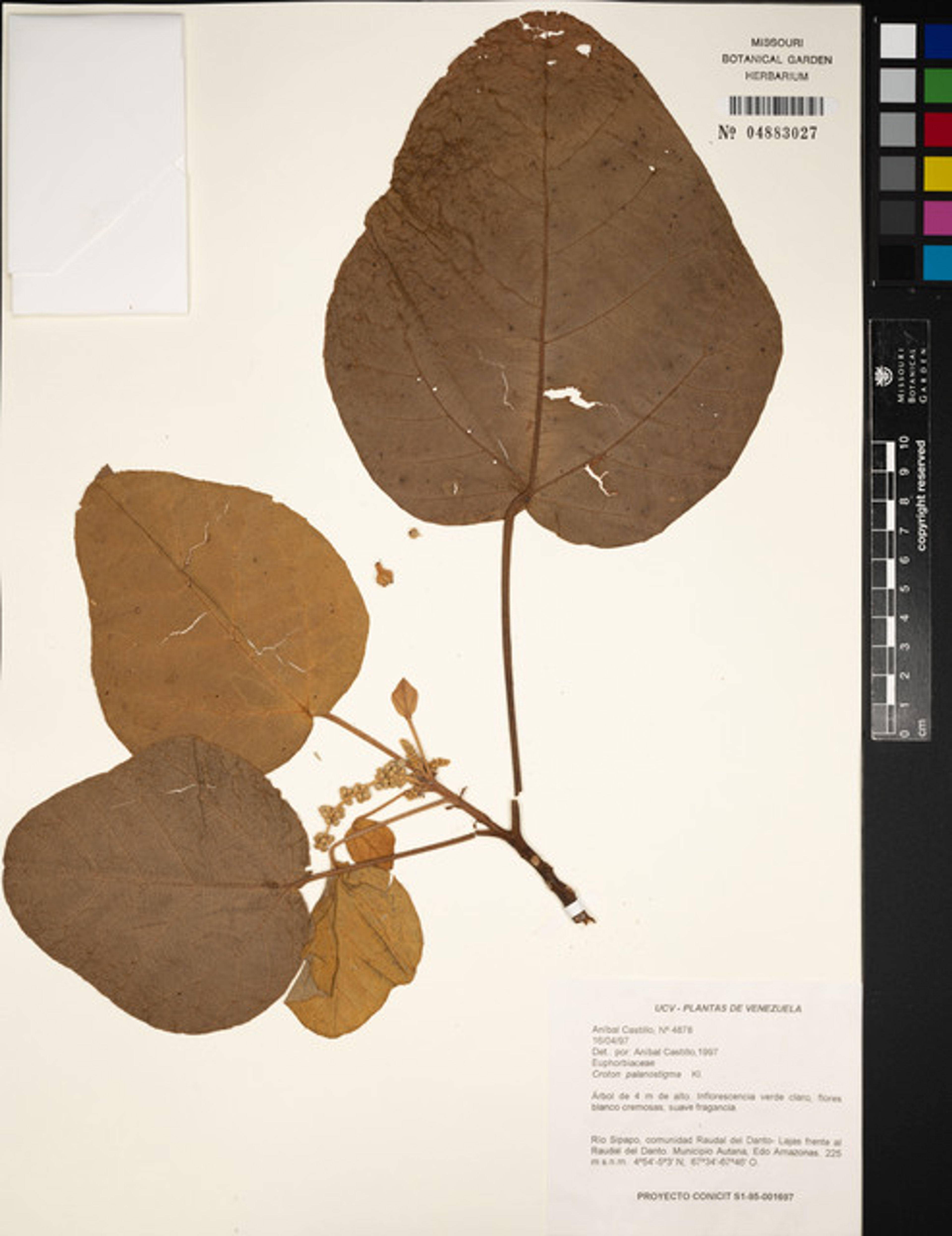 Croton palanostigma - 56