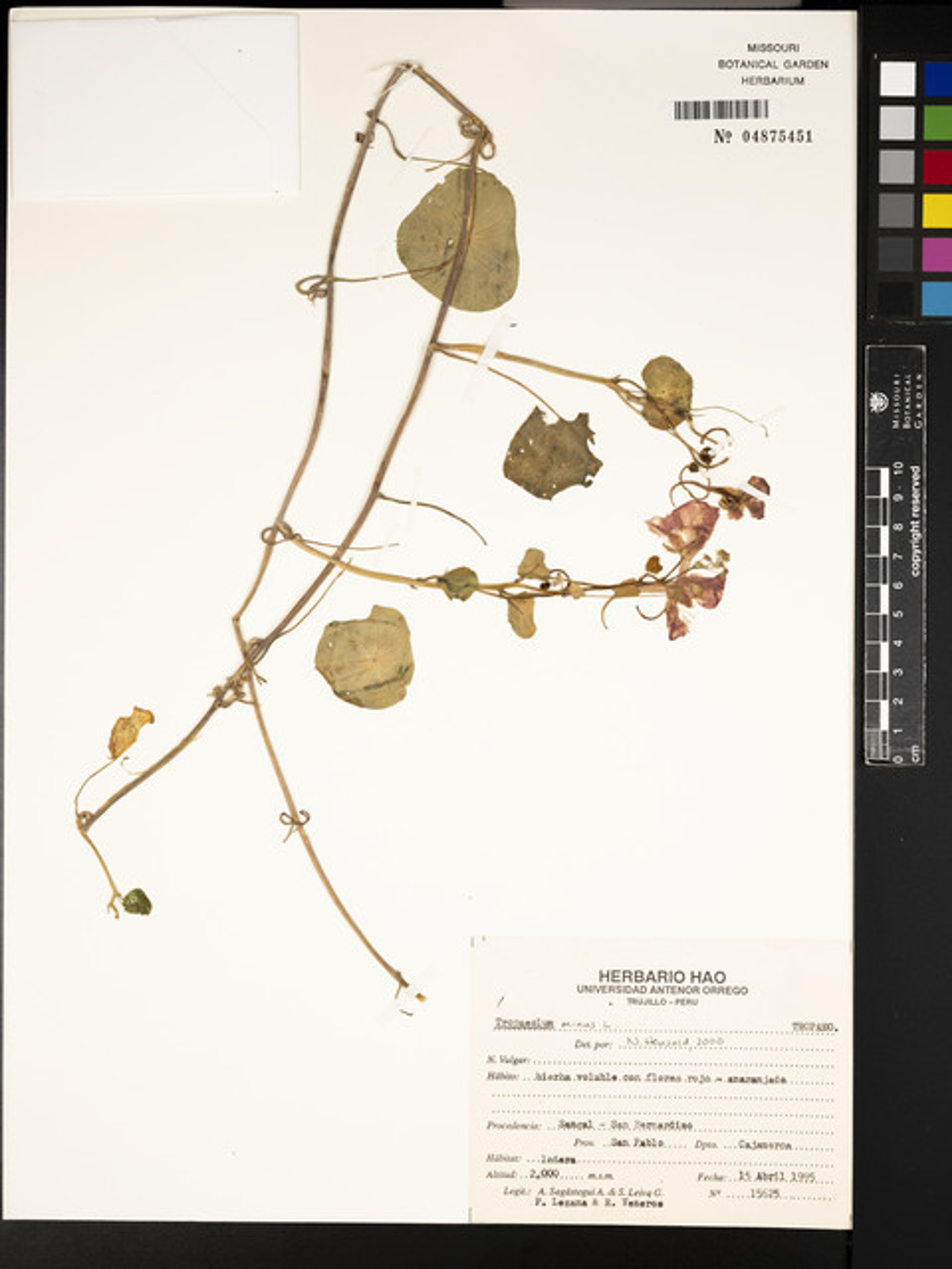 Tropaeolum minus - 76