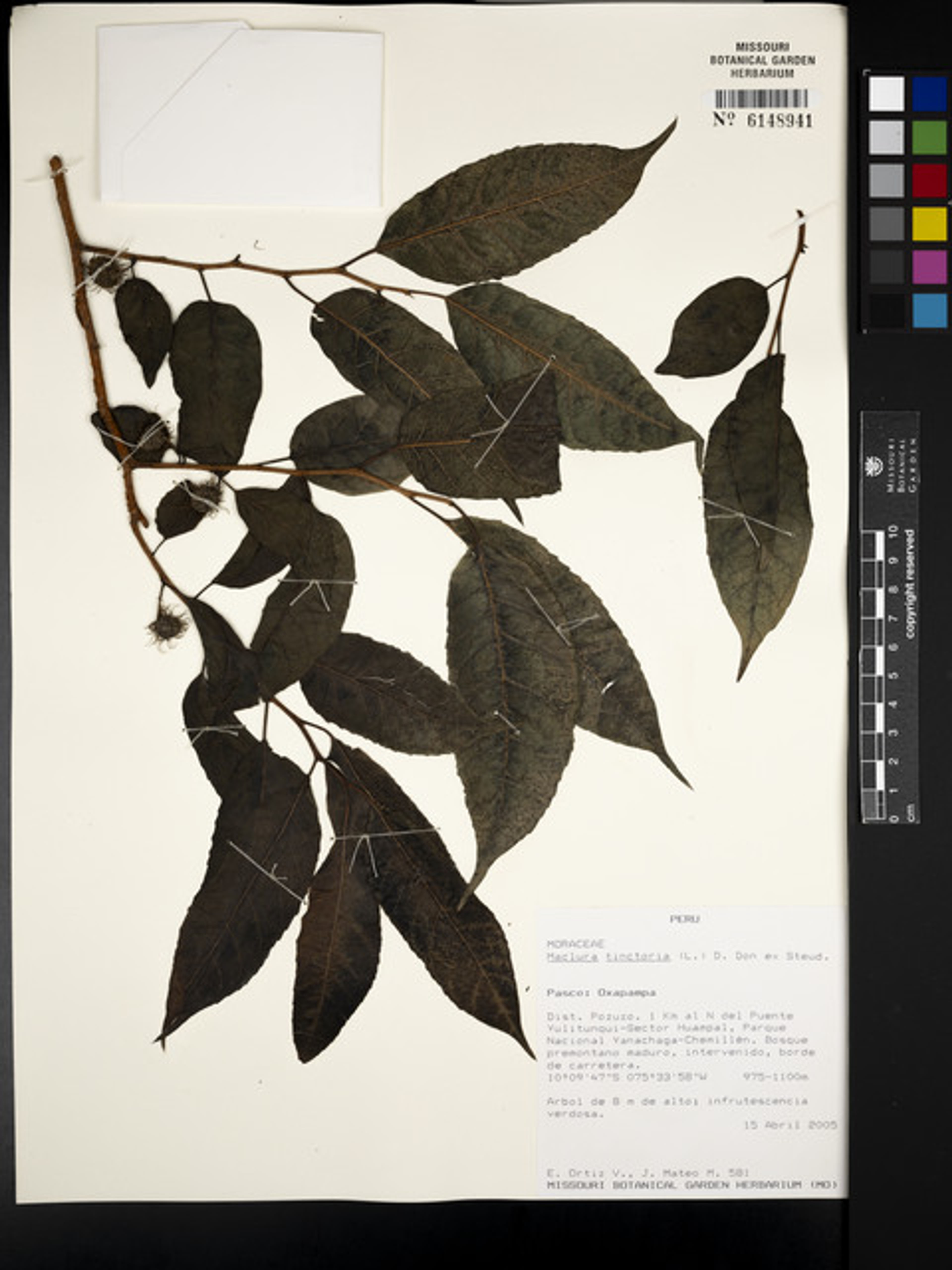 Maclura tinctoria - 228