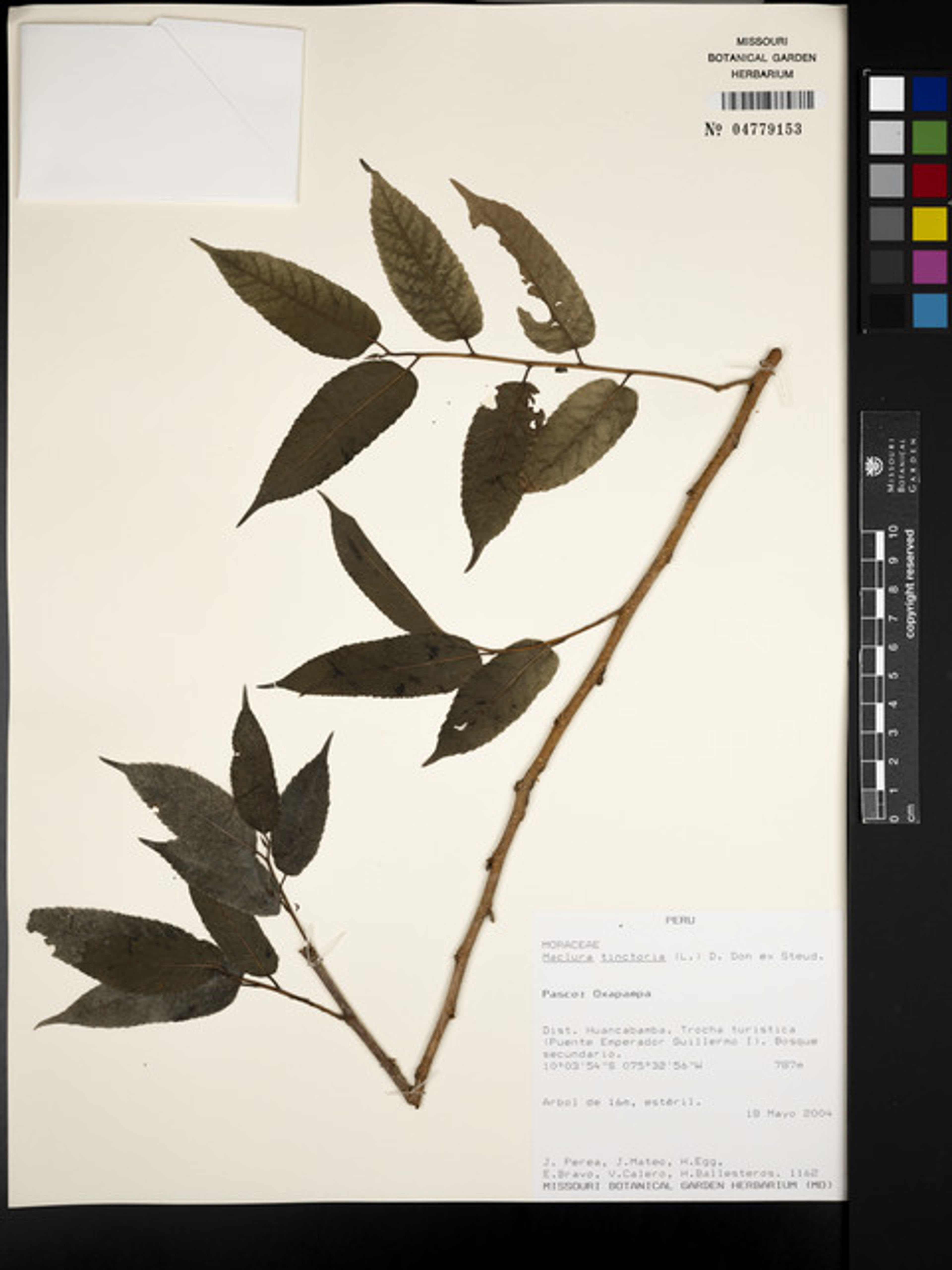 Maclura tinctoria - 219
