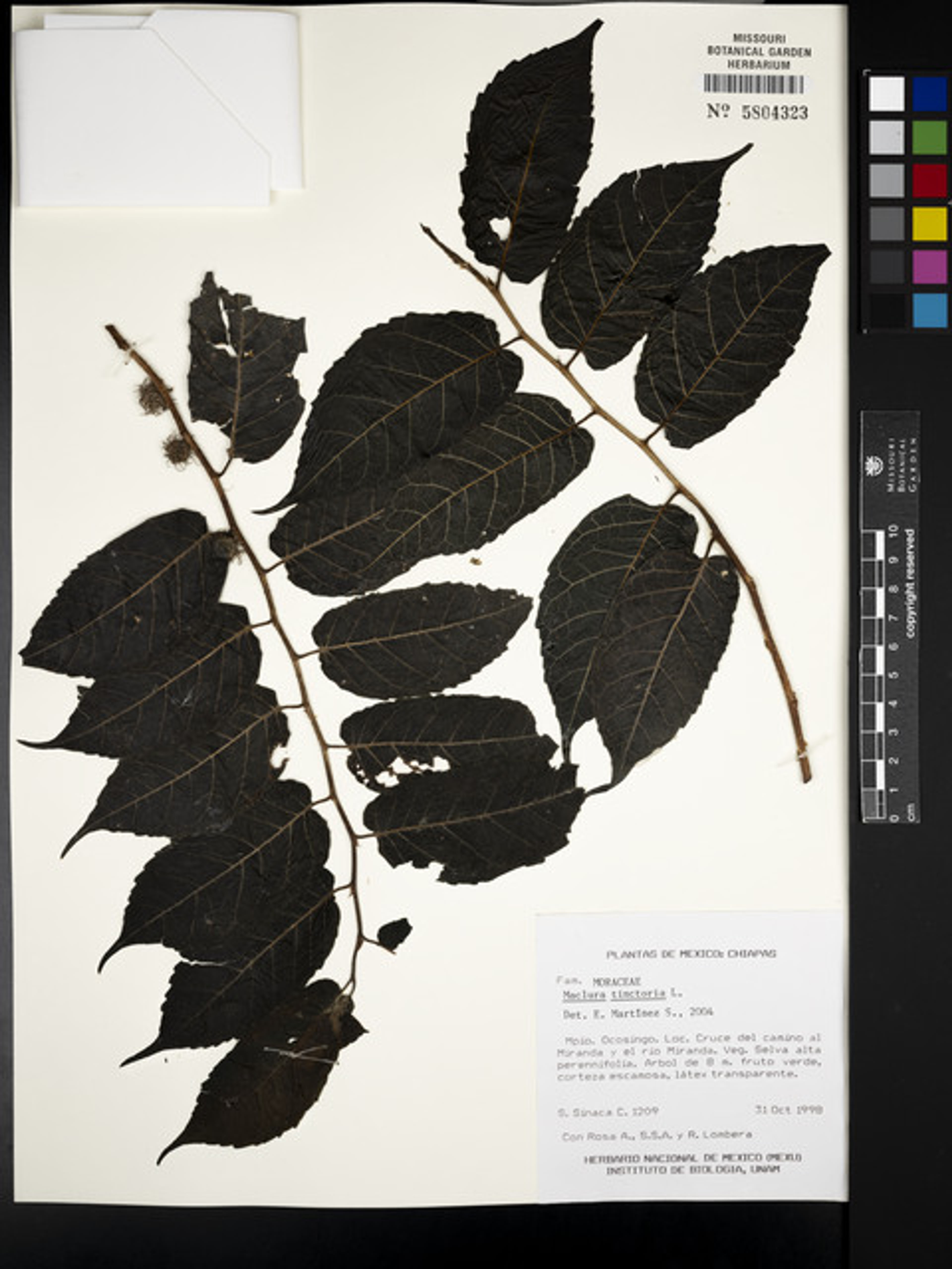 Maclura tinctoria - 220
