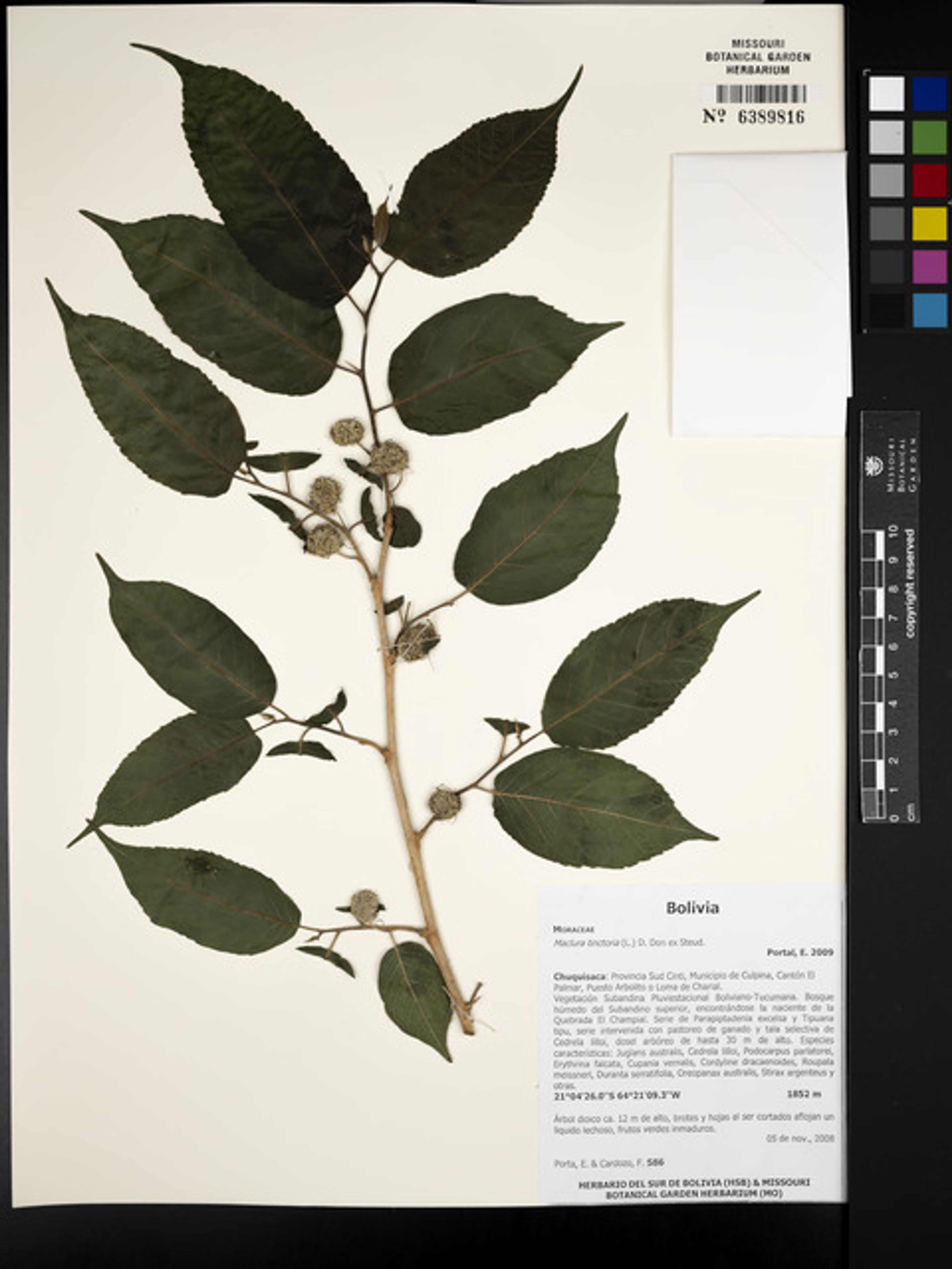 Maclura tinctoria - 25