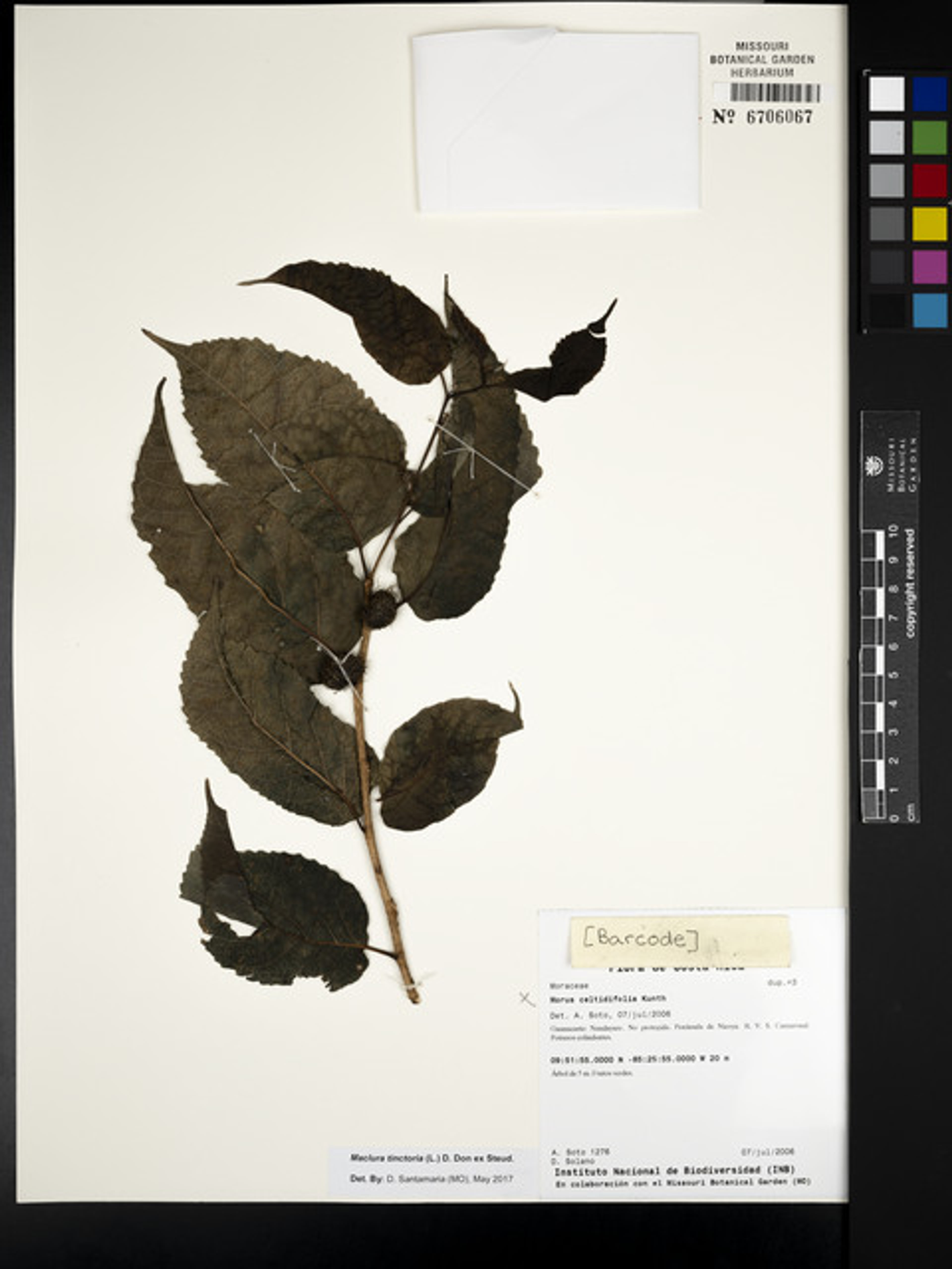 Maclura tinctoria - 173