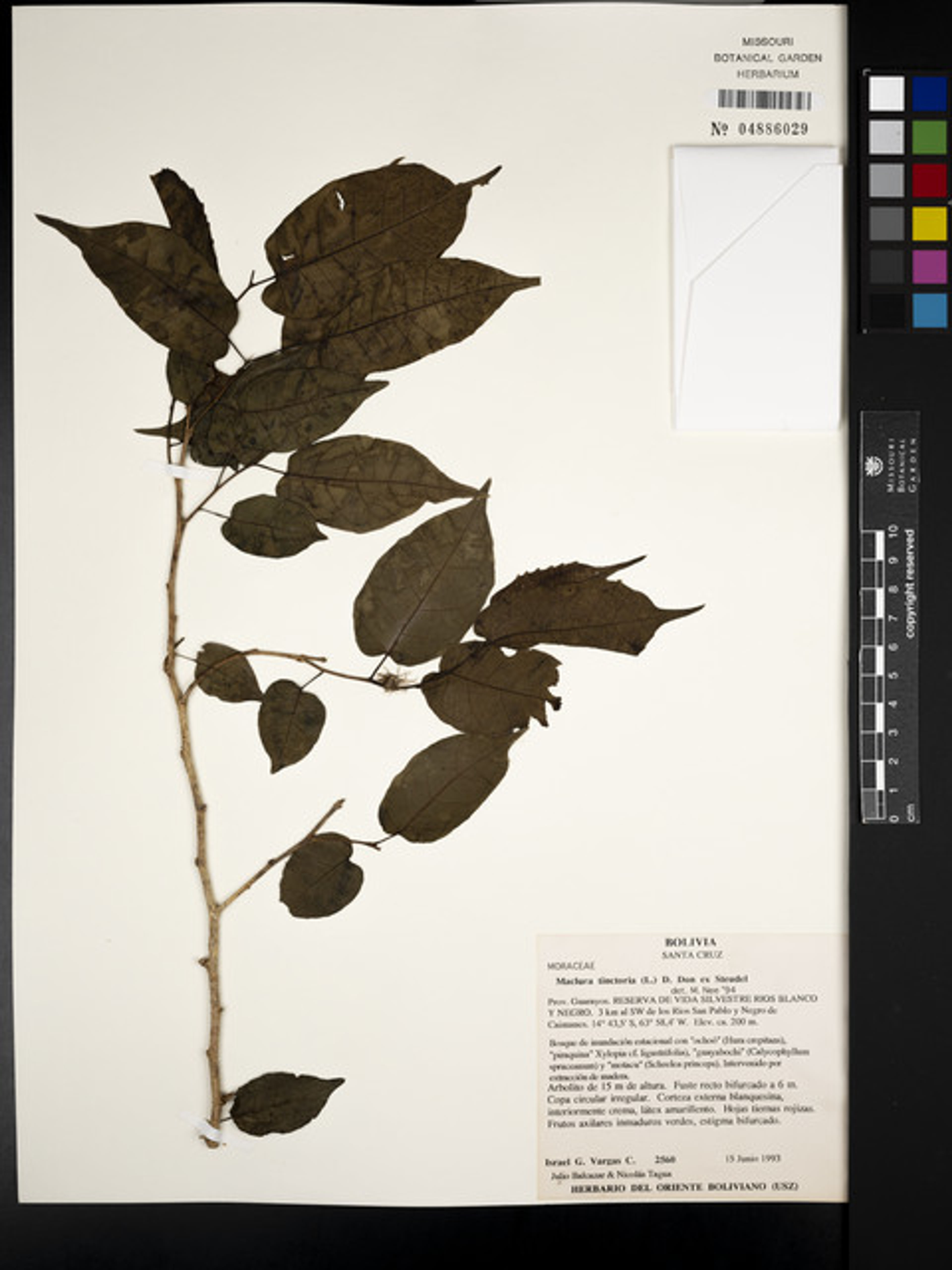 Maclura tinctoria - 87