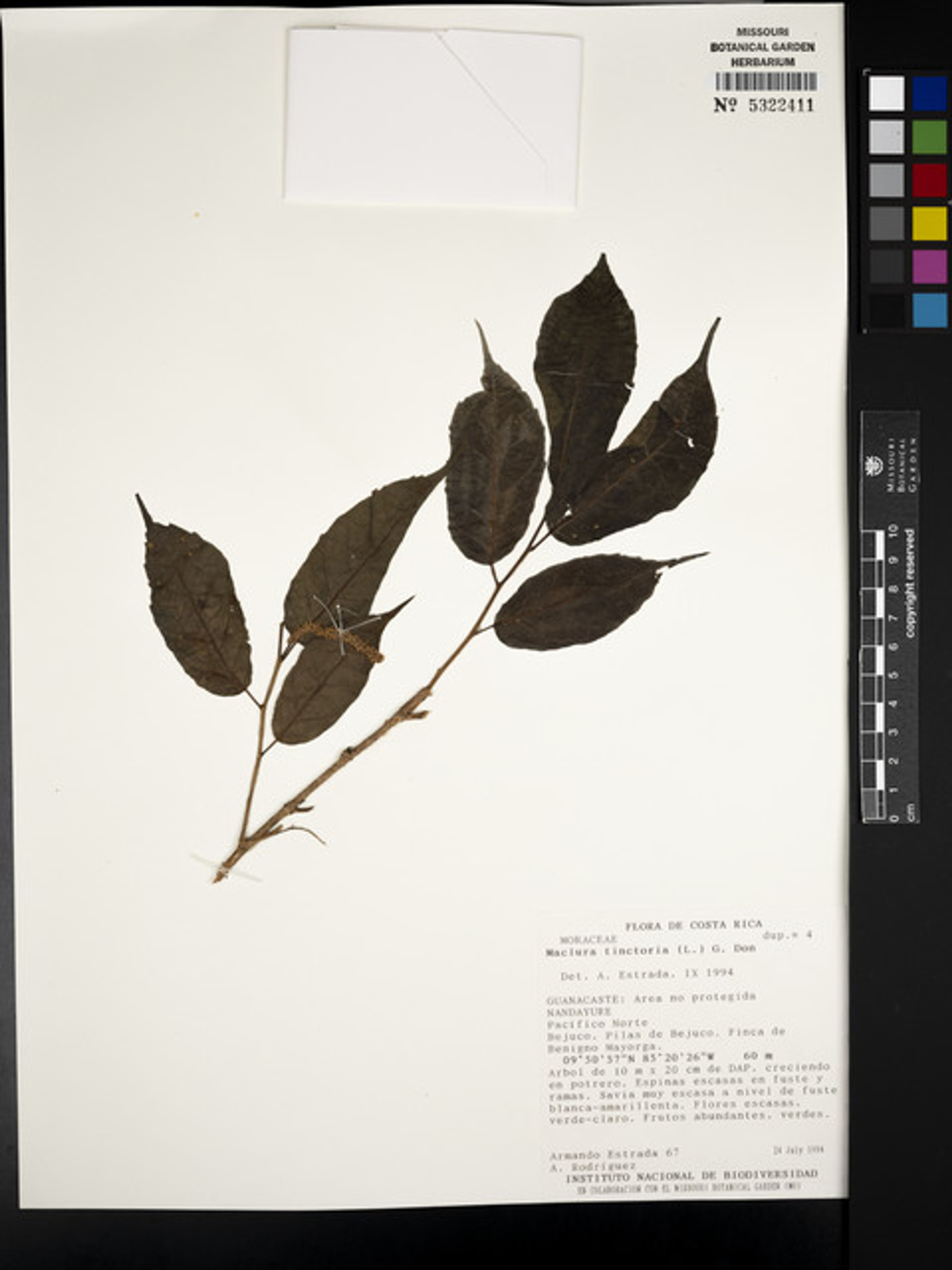 Maclura tinctoria - 69