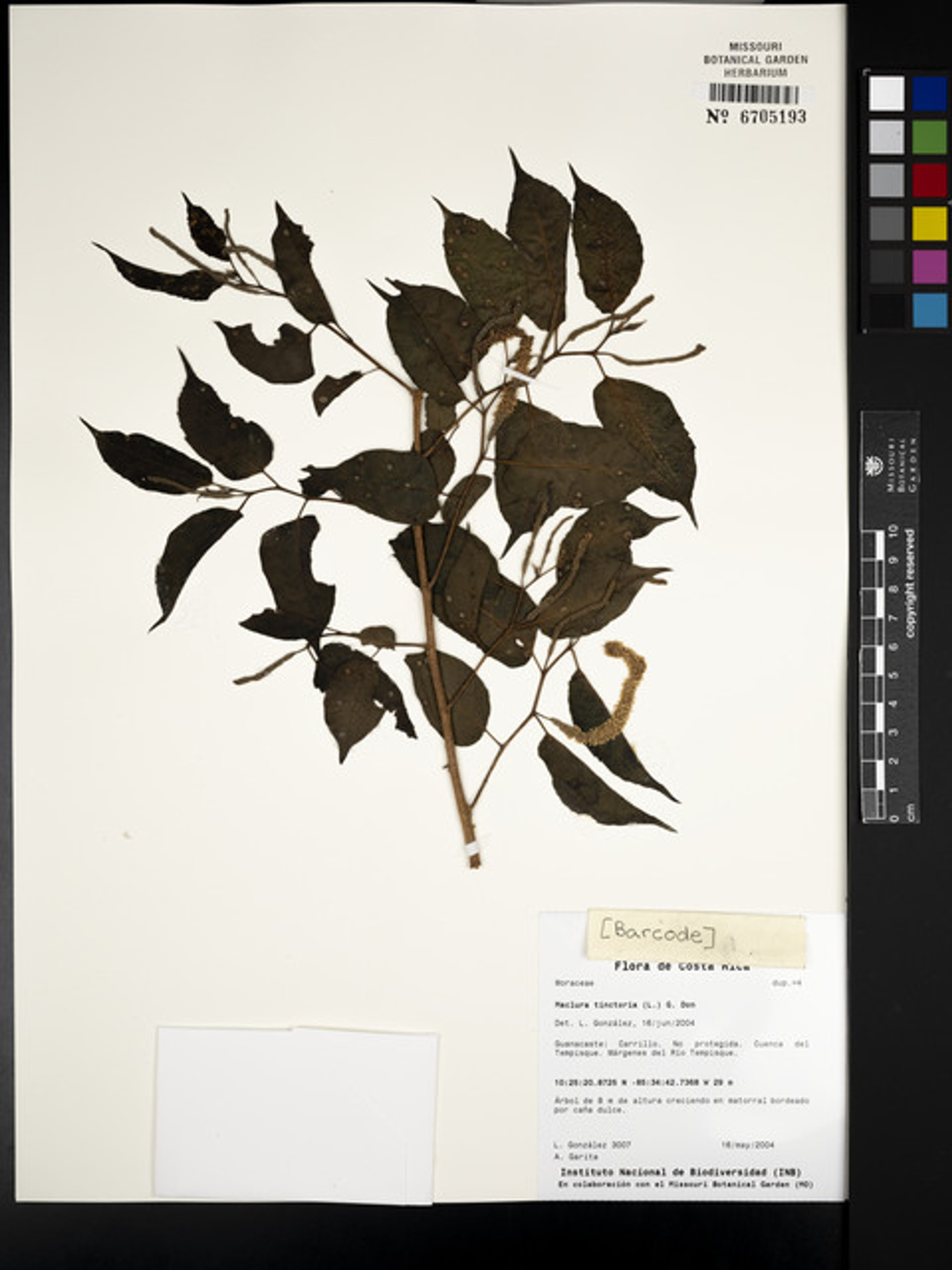 Maclura tinctoria - 151
