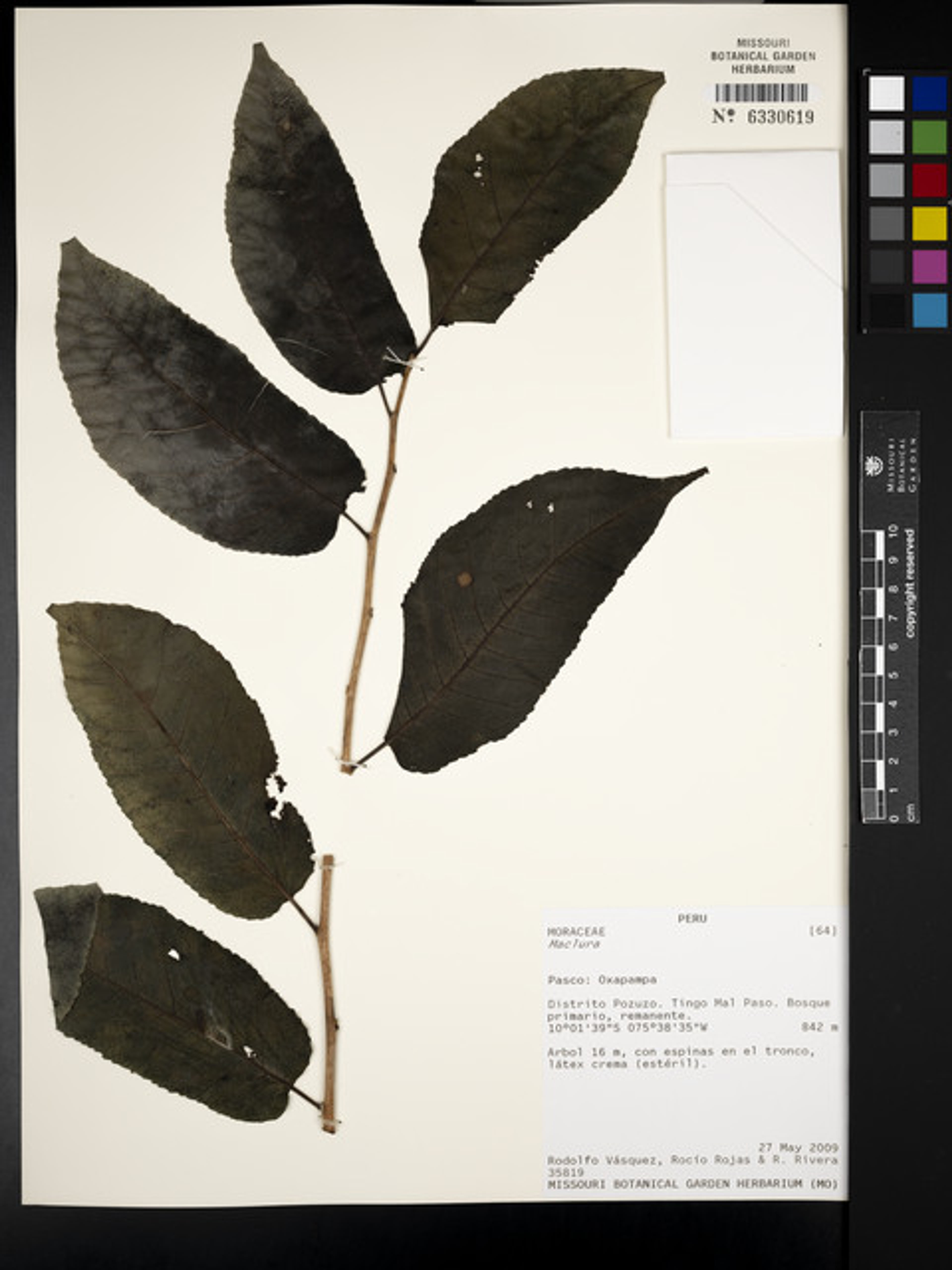 Maclura tinctoria - 218