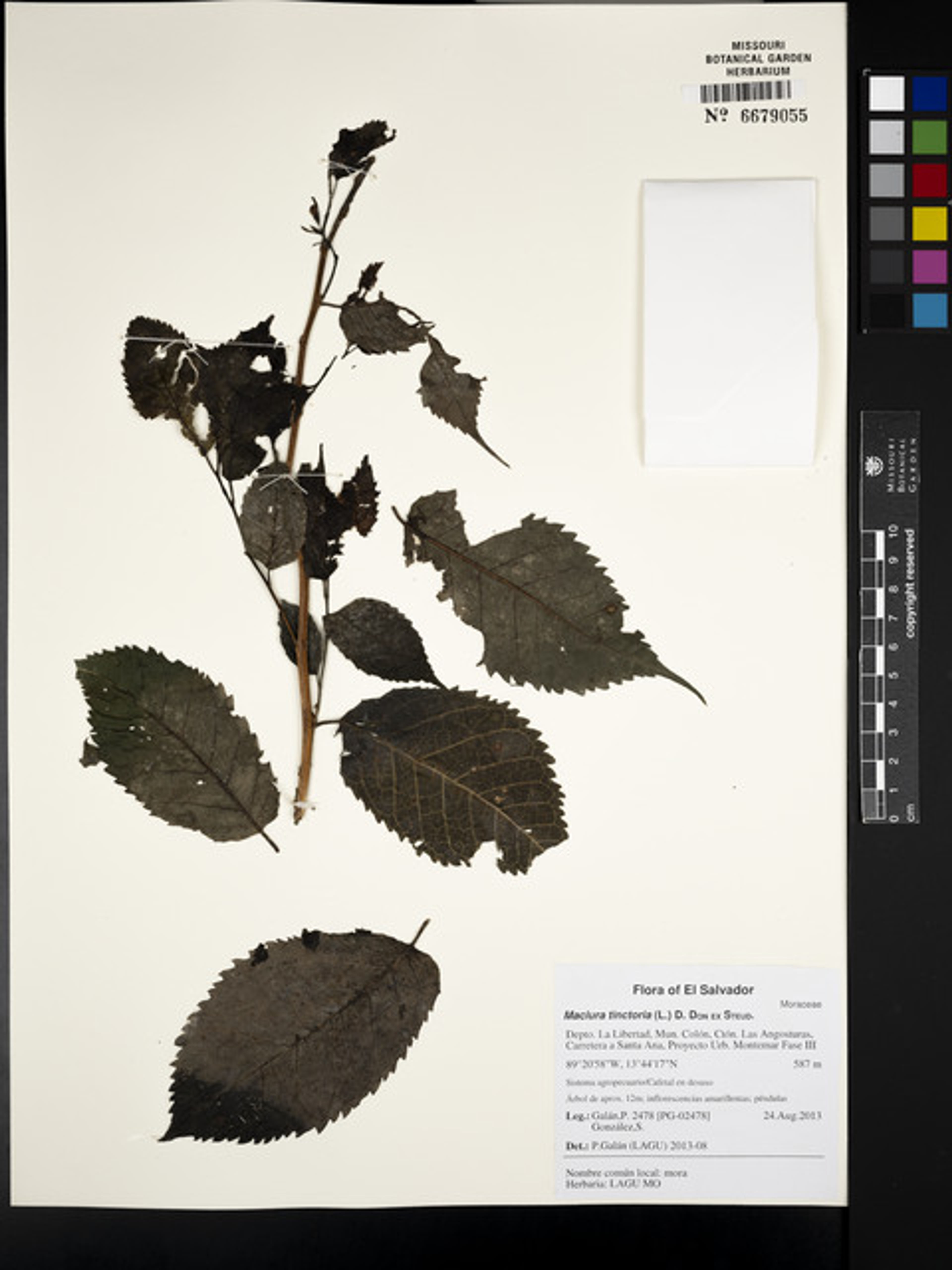 Maclura tinctoria - 187
