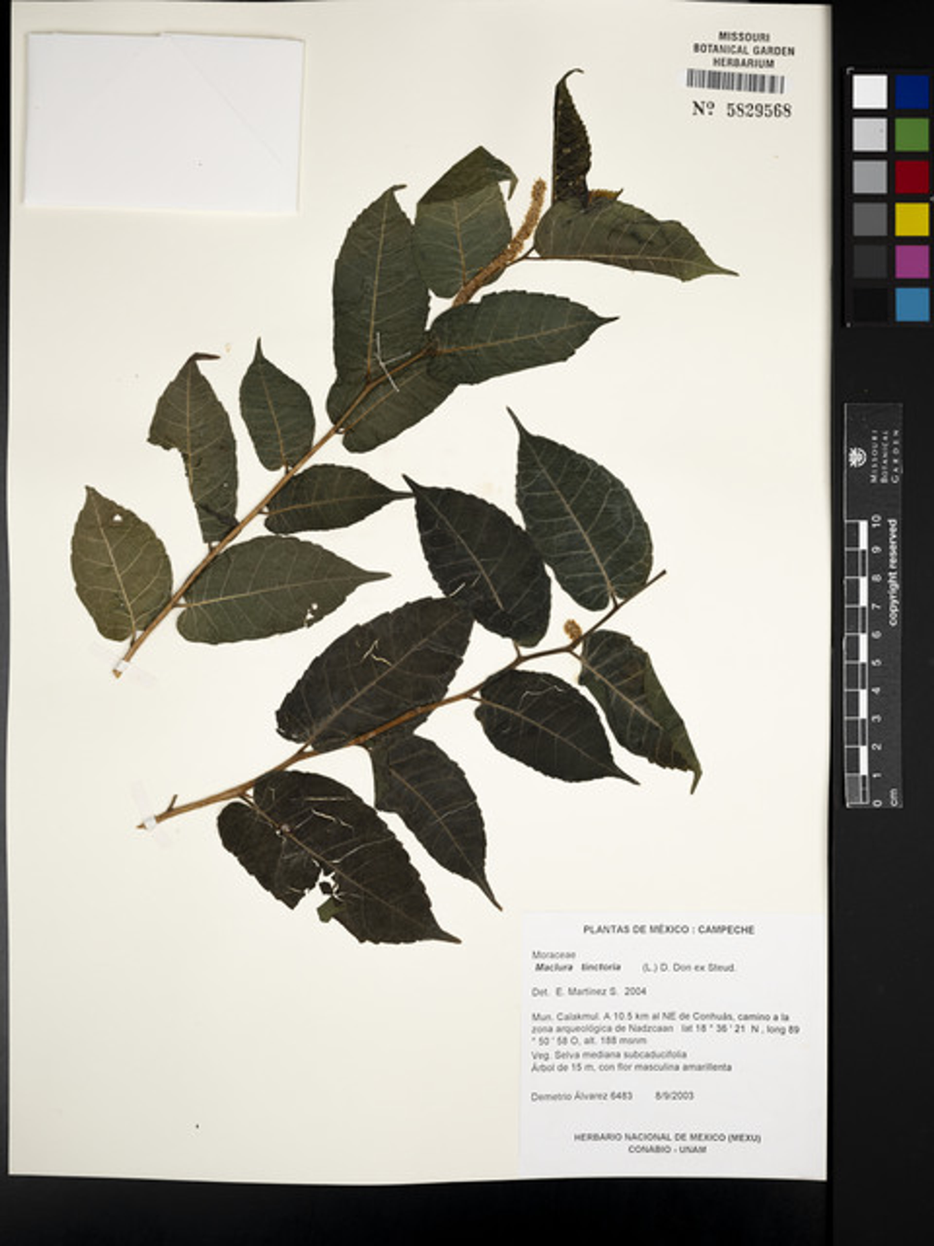 Maclura tinctoria - 237