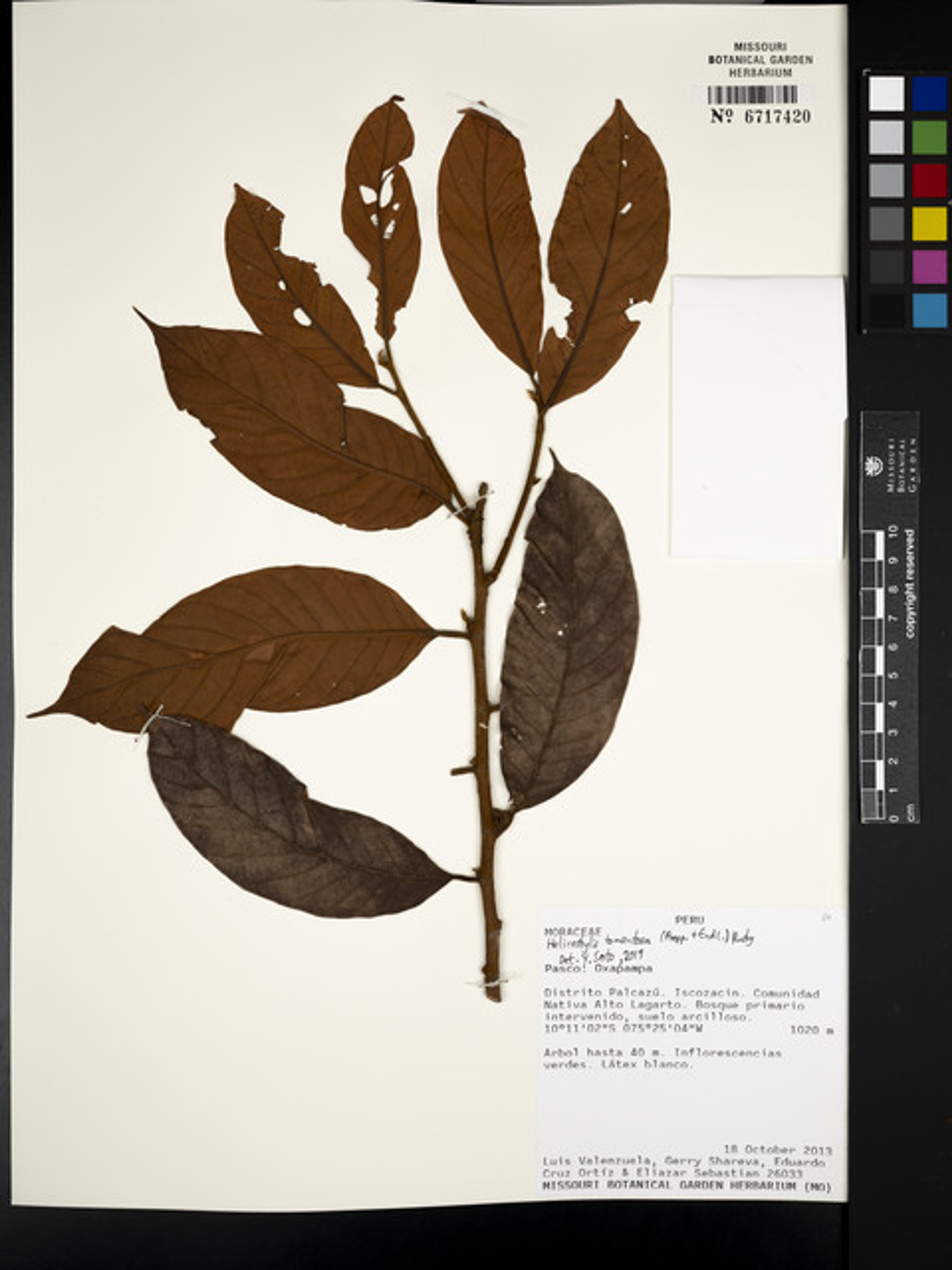 Helicostylis tomentosa - 106