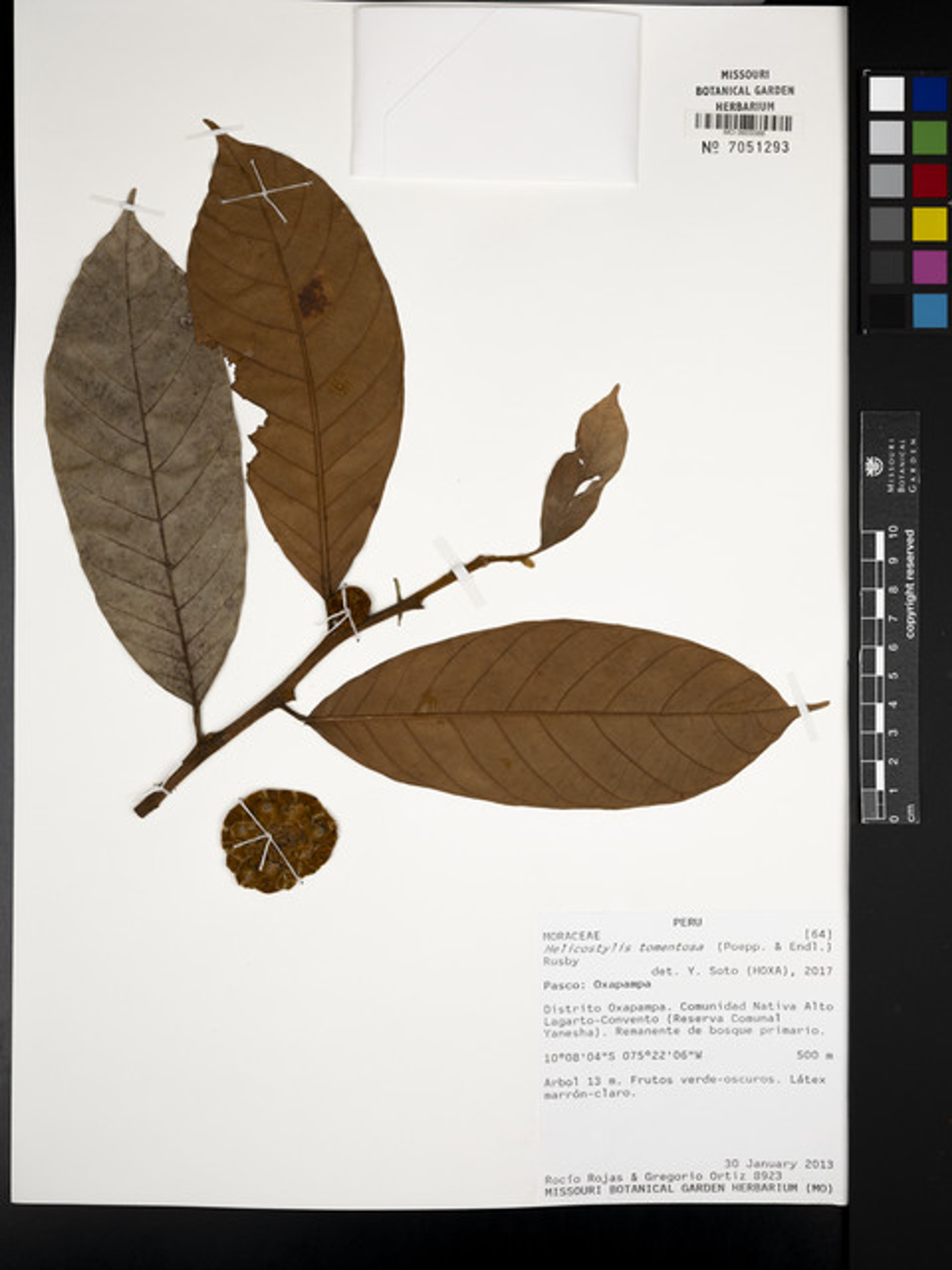 Helicostylis tomentosa - 21