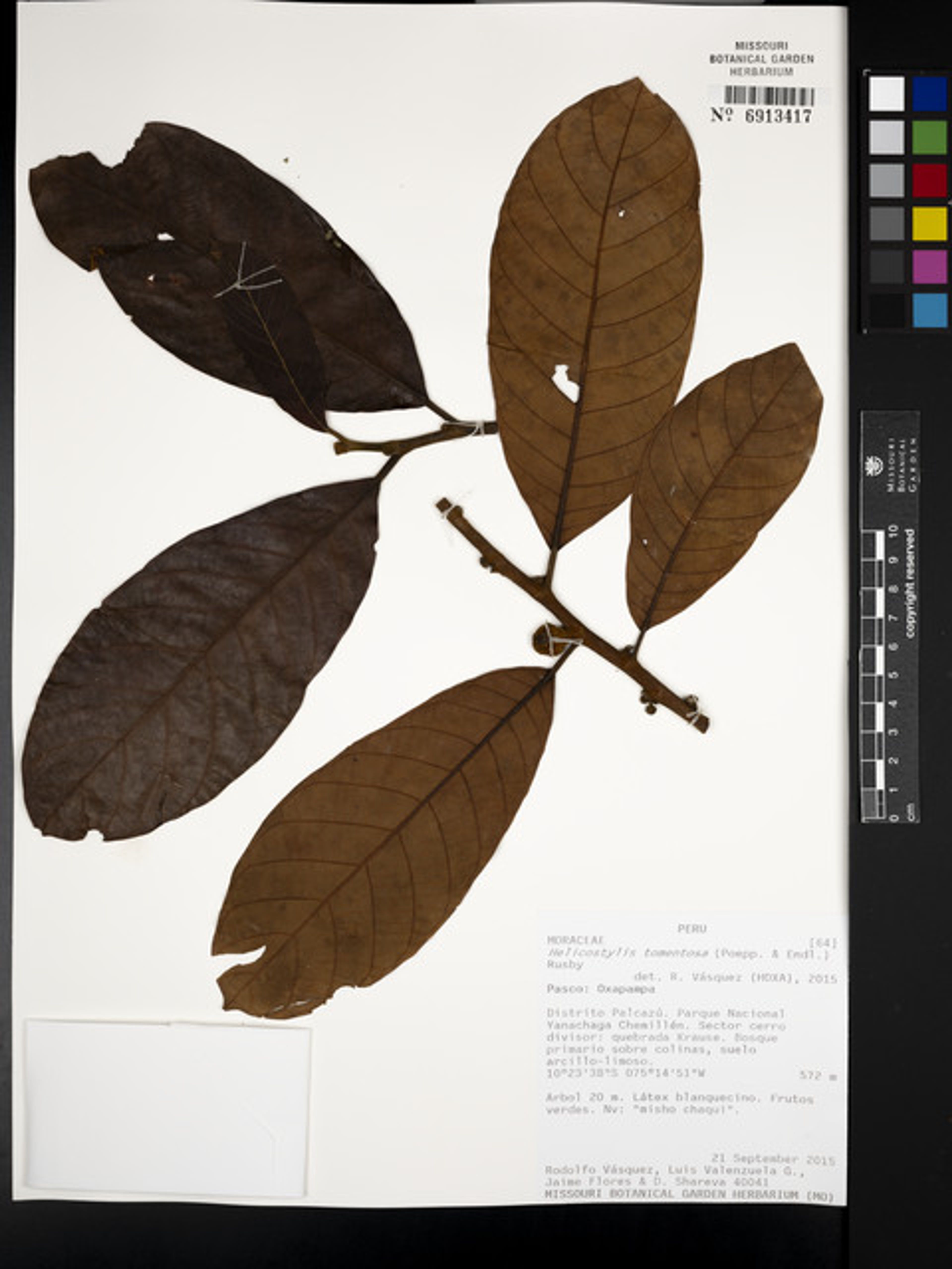 Helicostylis tomentosa - 7