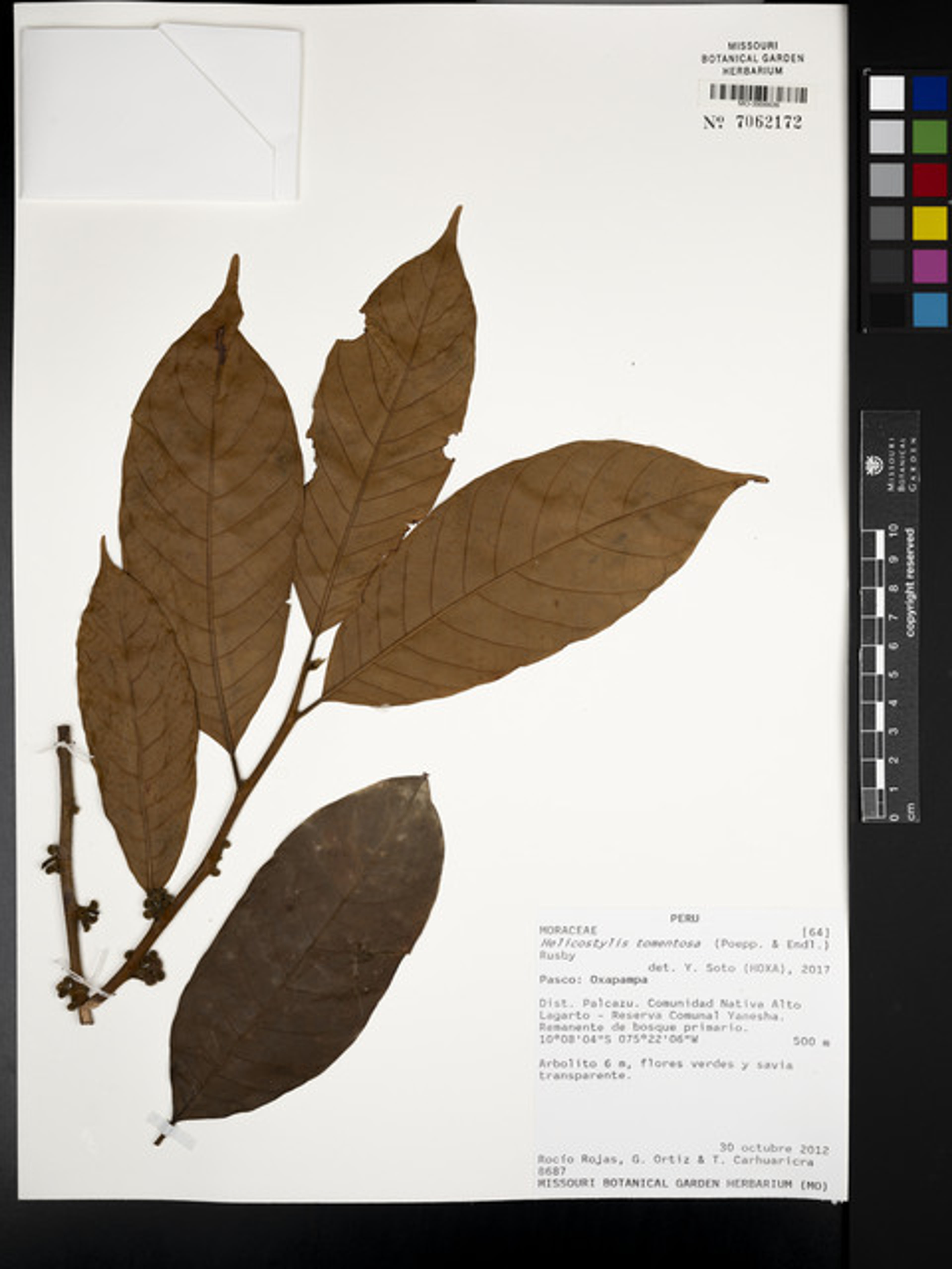 Helicostylis tomentosa - 37