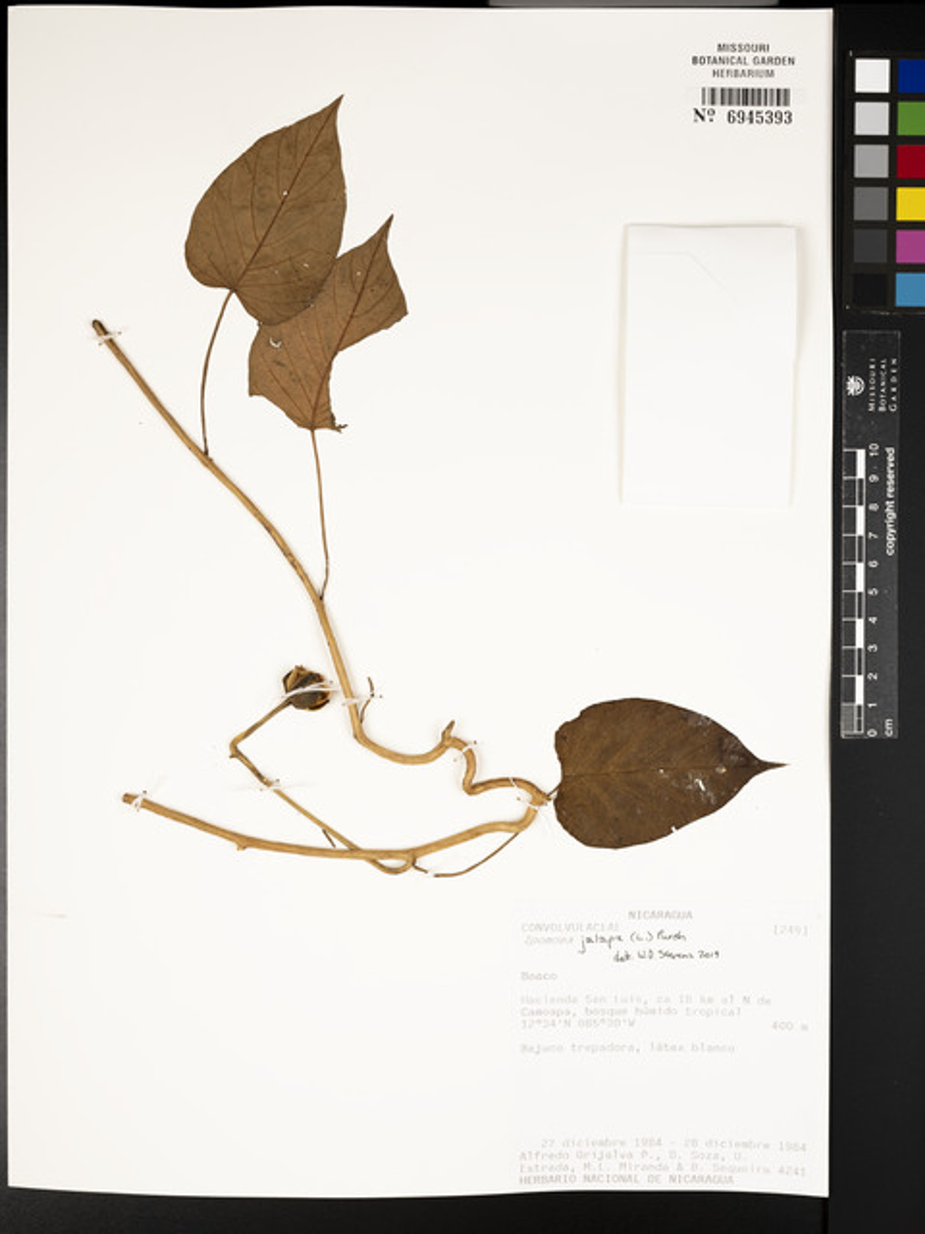 Ipomoea jalapa - 116
