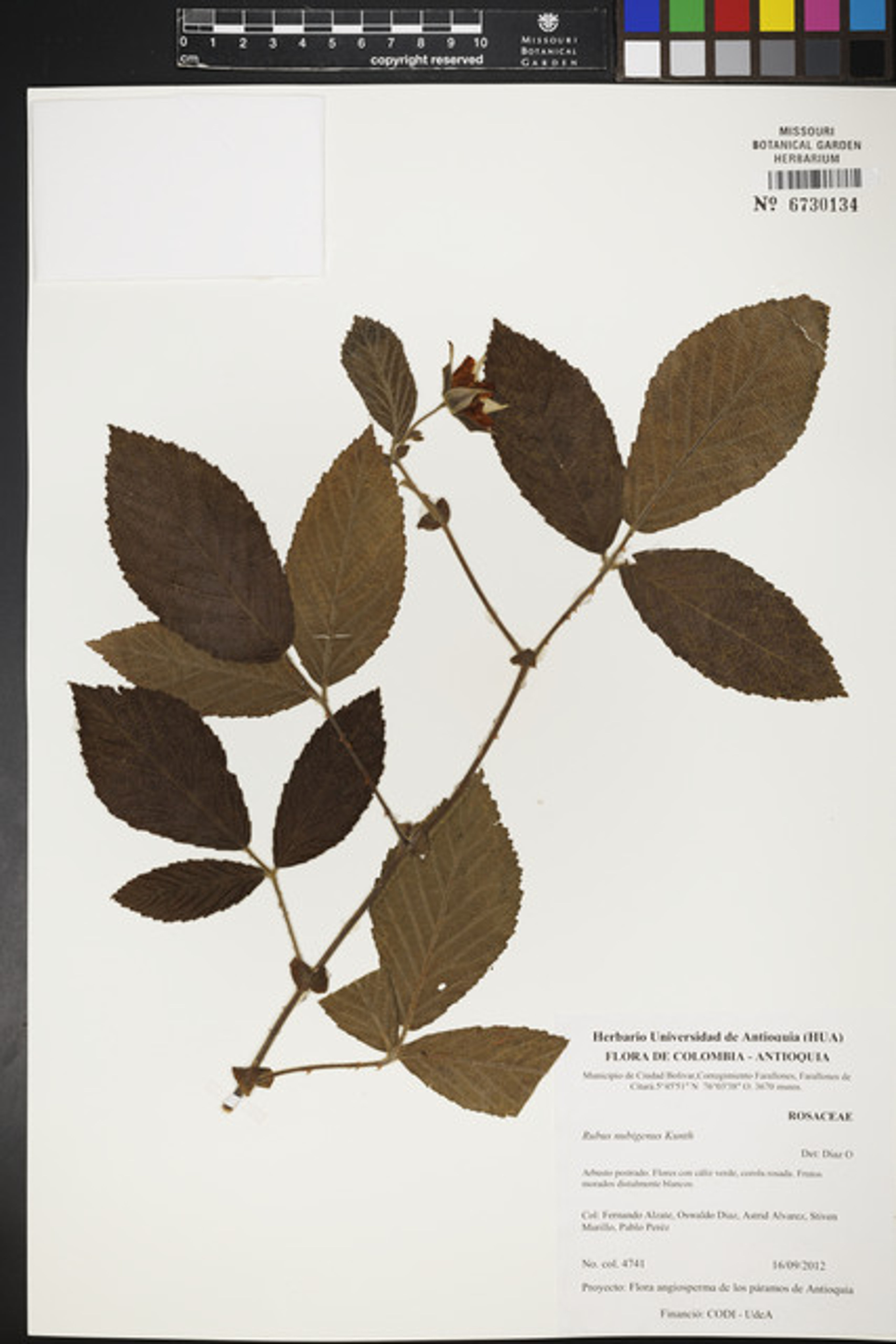 Rubus nubigenus - 87