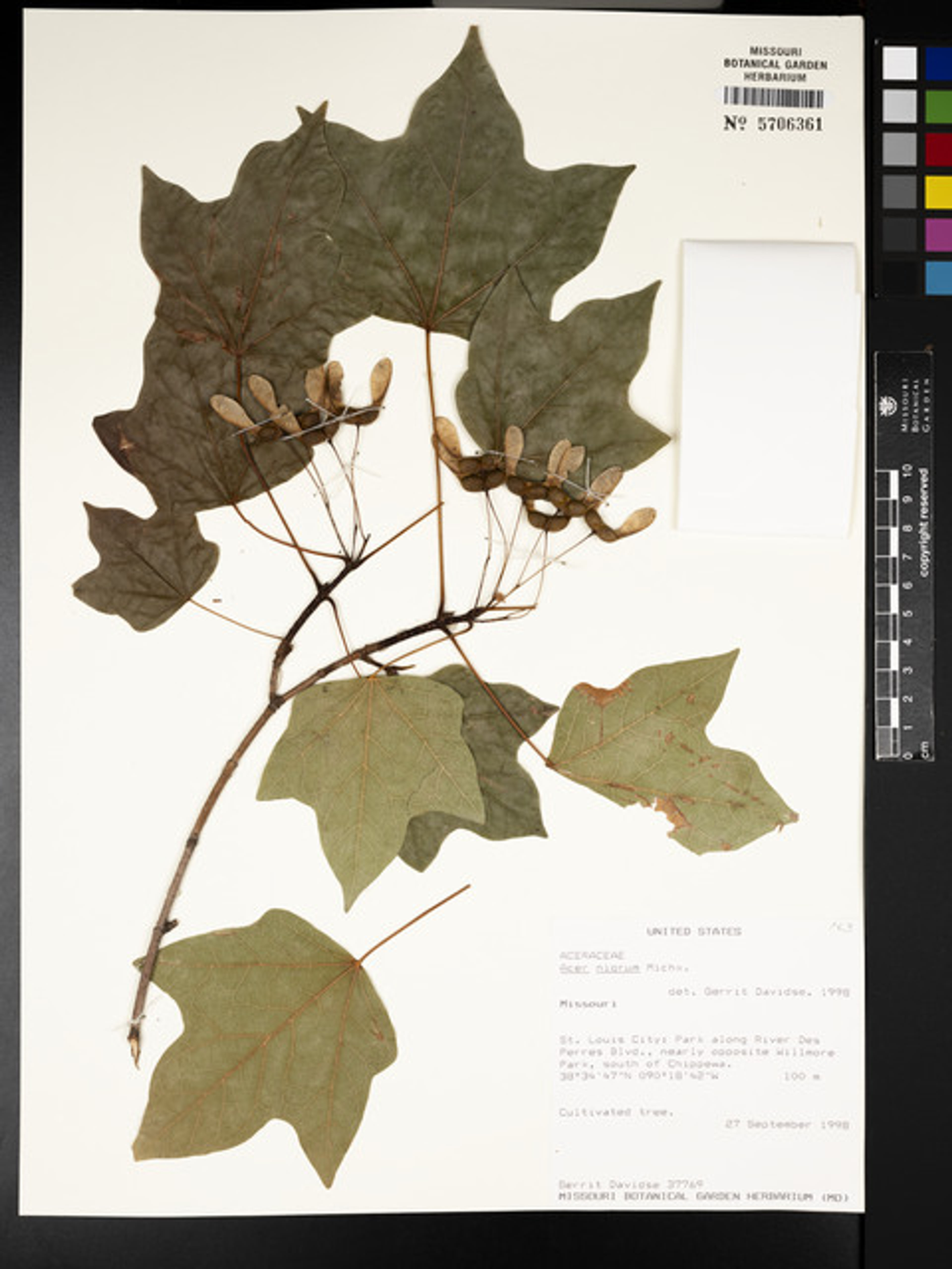 Acer saccharum nigrum - 41