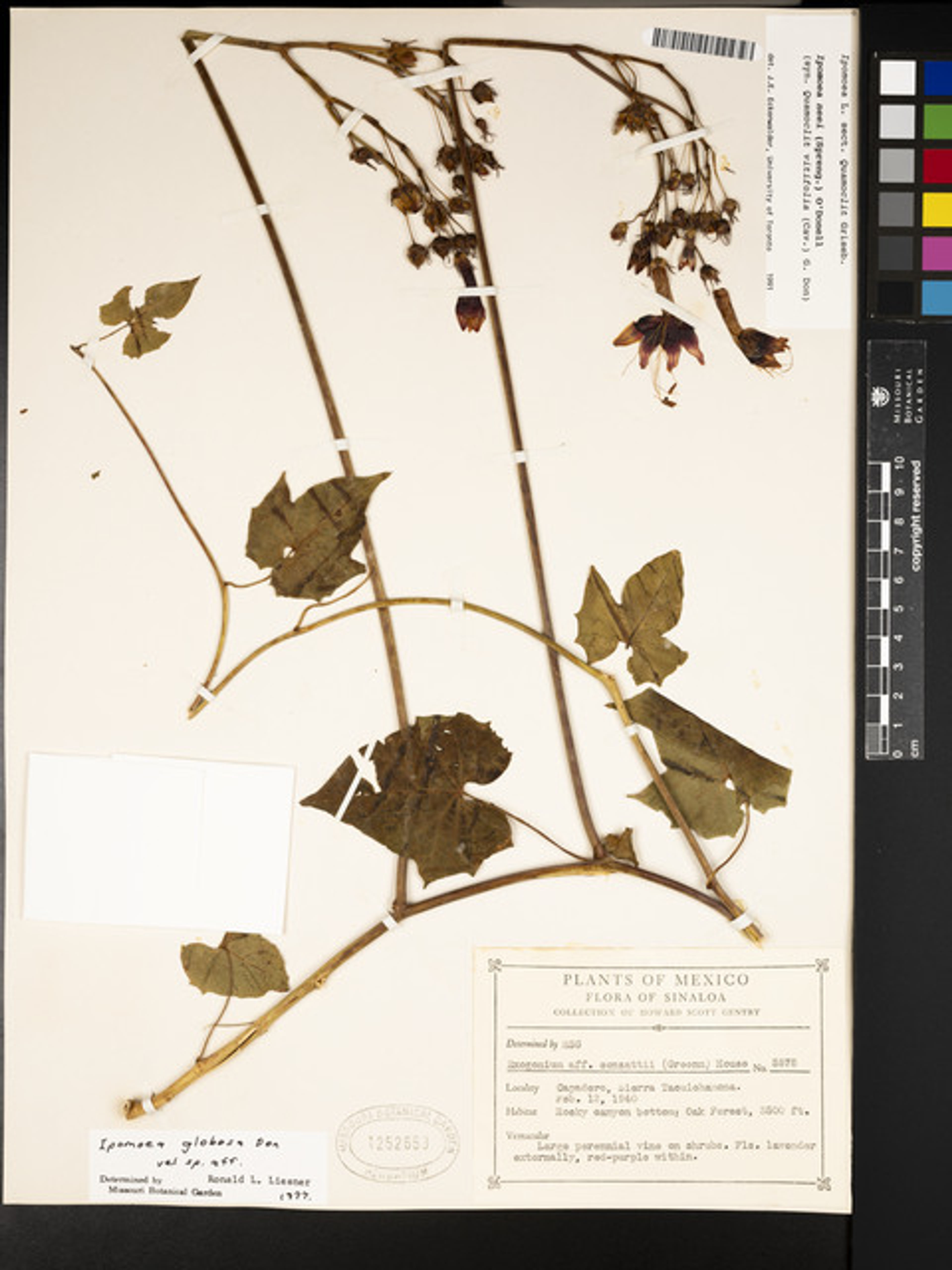 Prunus cortapico - 20