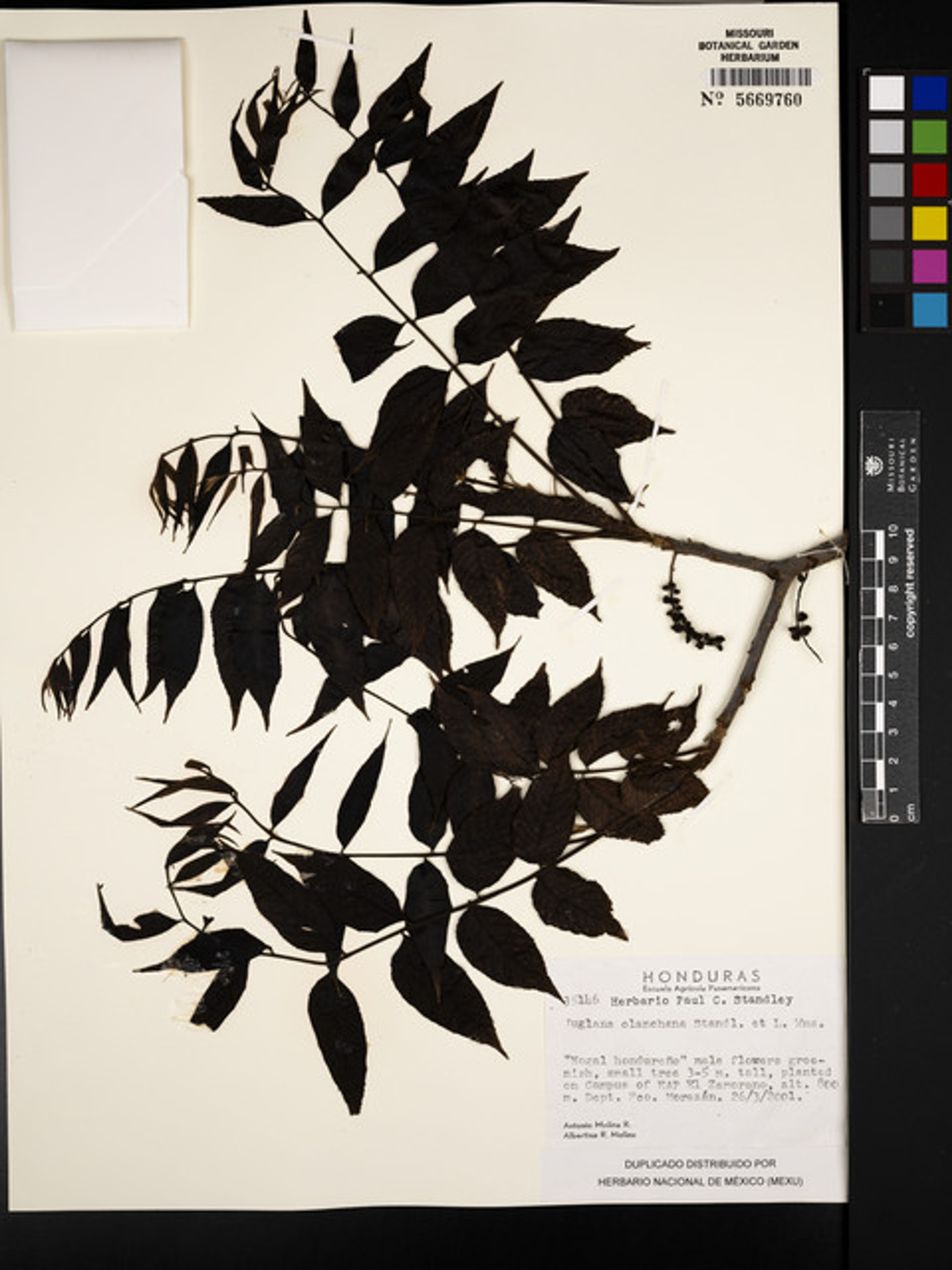 Juglans olanchana - 77