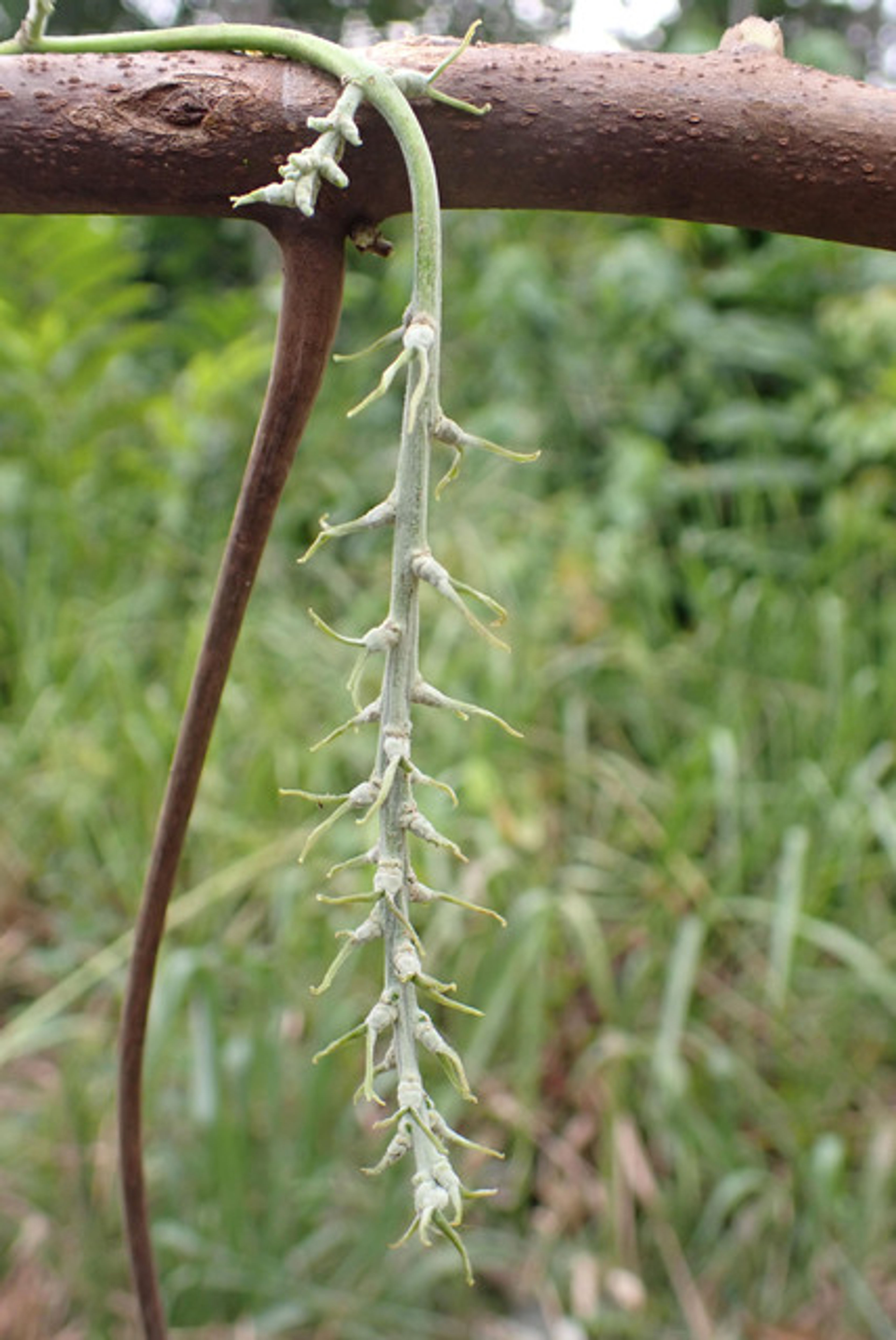Alchornea cordifolia - 104